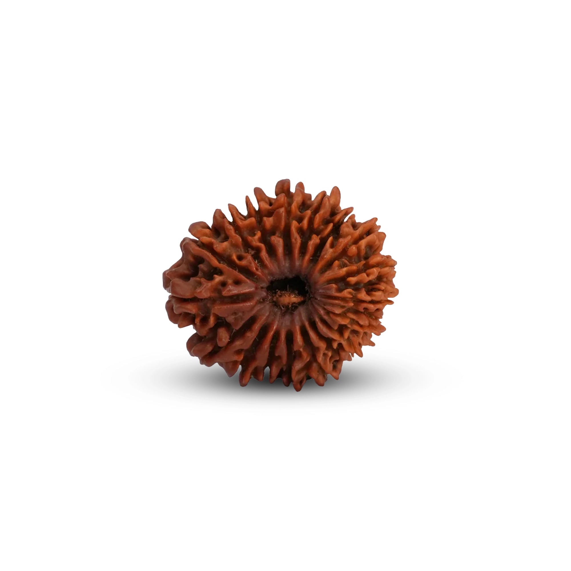 Natural 18 Mukhi Rudraksha – Original Nepali Bead