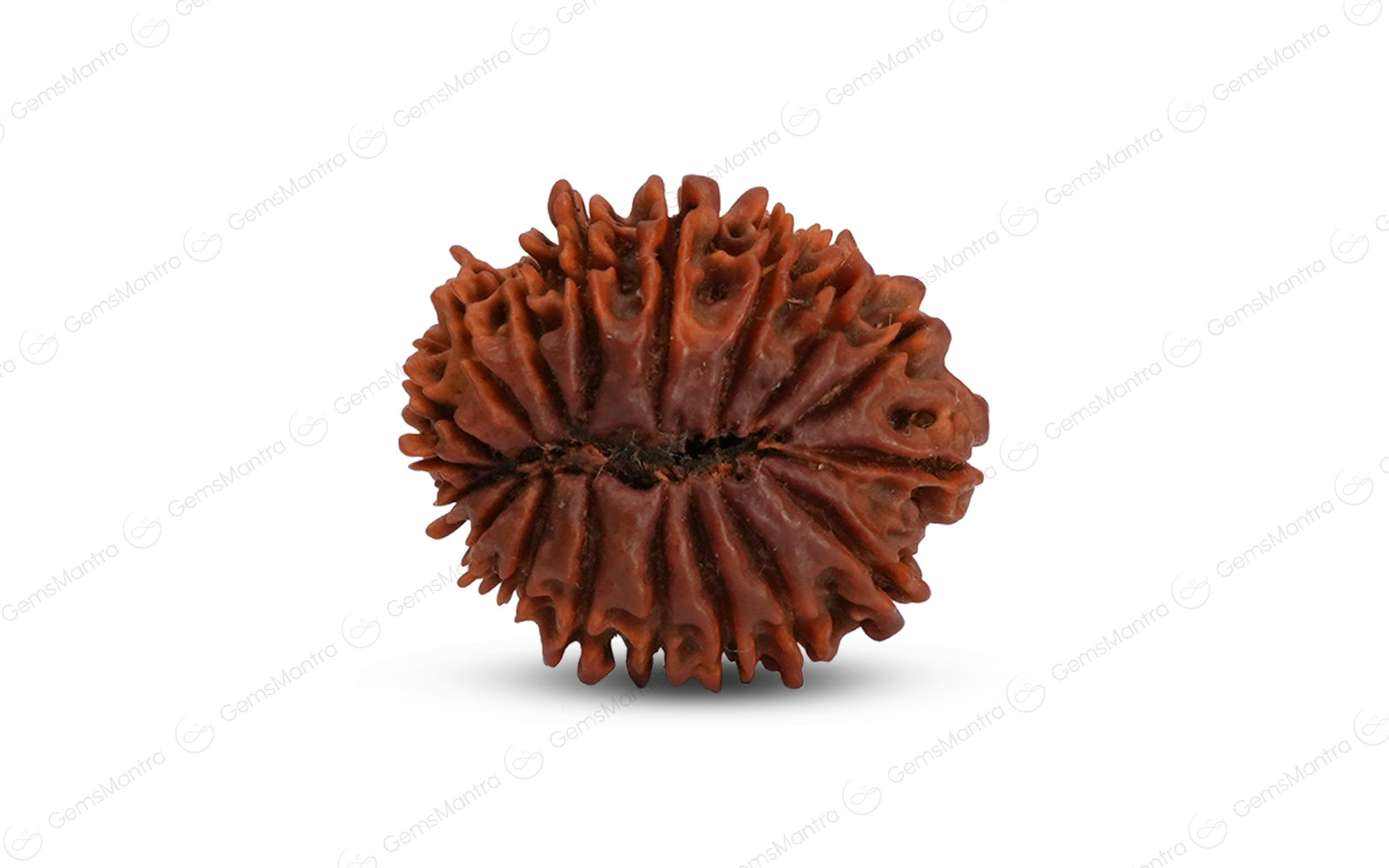Natural 18 Mukhi Rudraksha (Nepali)