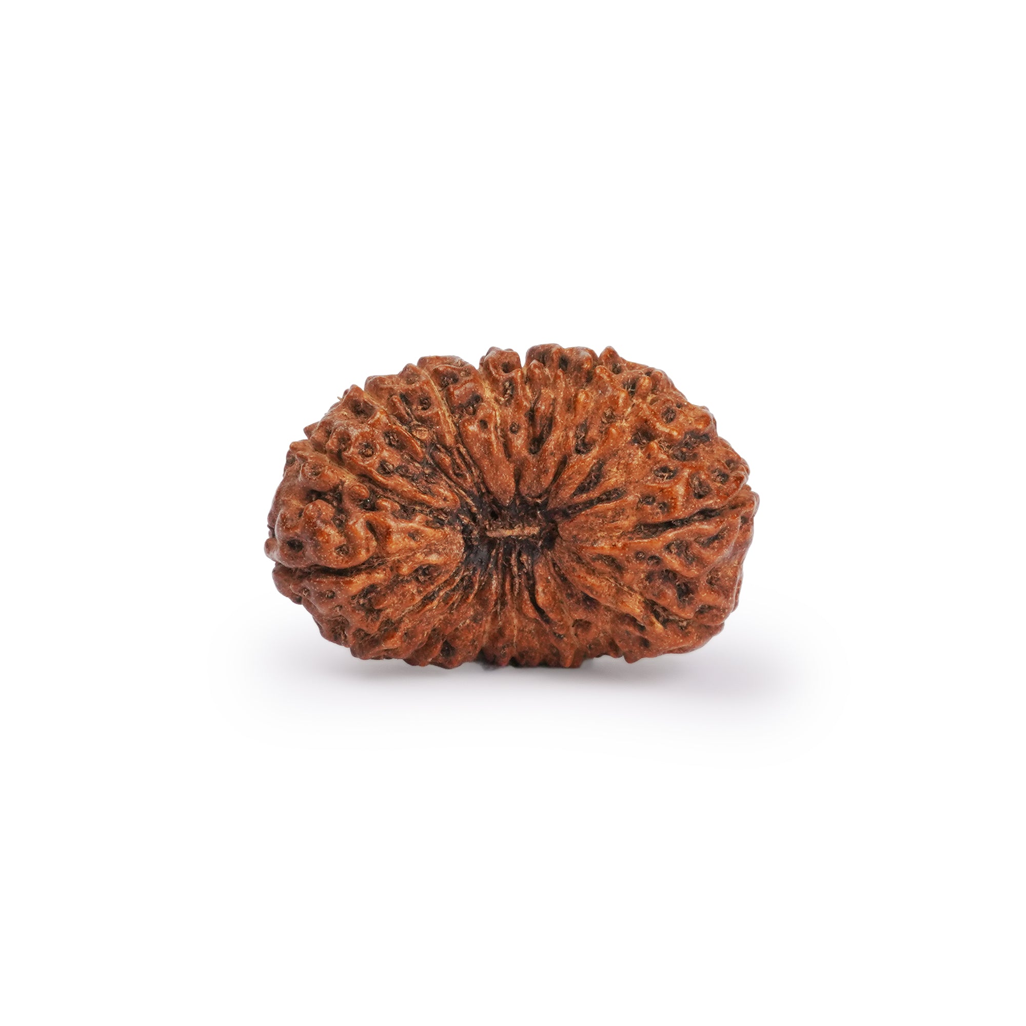 Natural 20 Mukhi Rudraksha – Original Nepali Bead