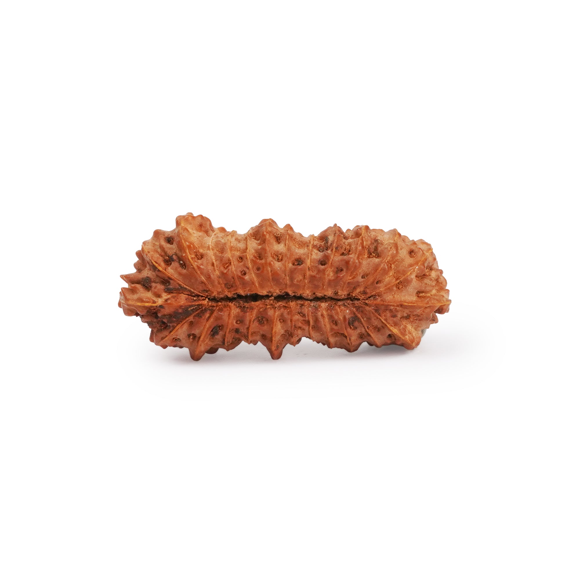 Natural 25 Mukhi Rudraksha – Original Indonesian Bead