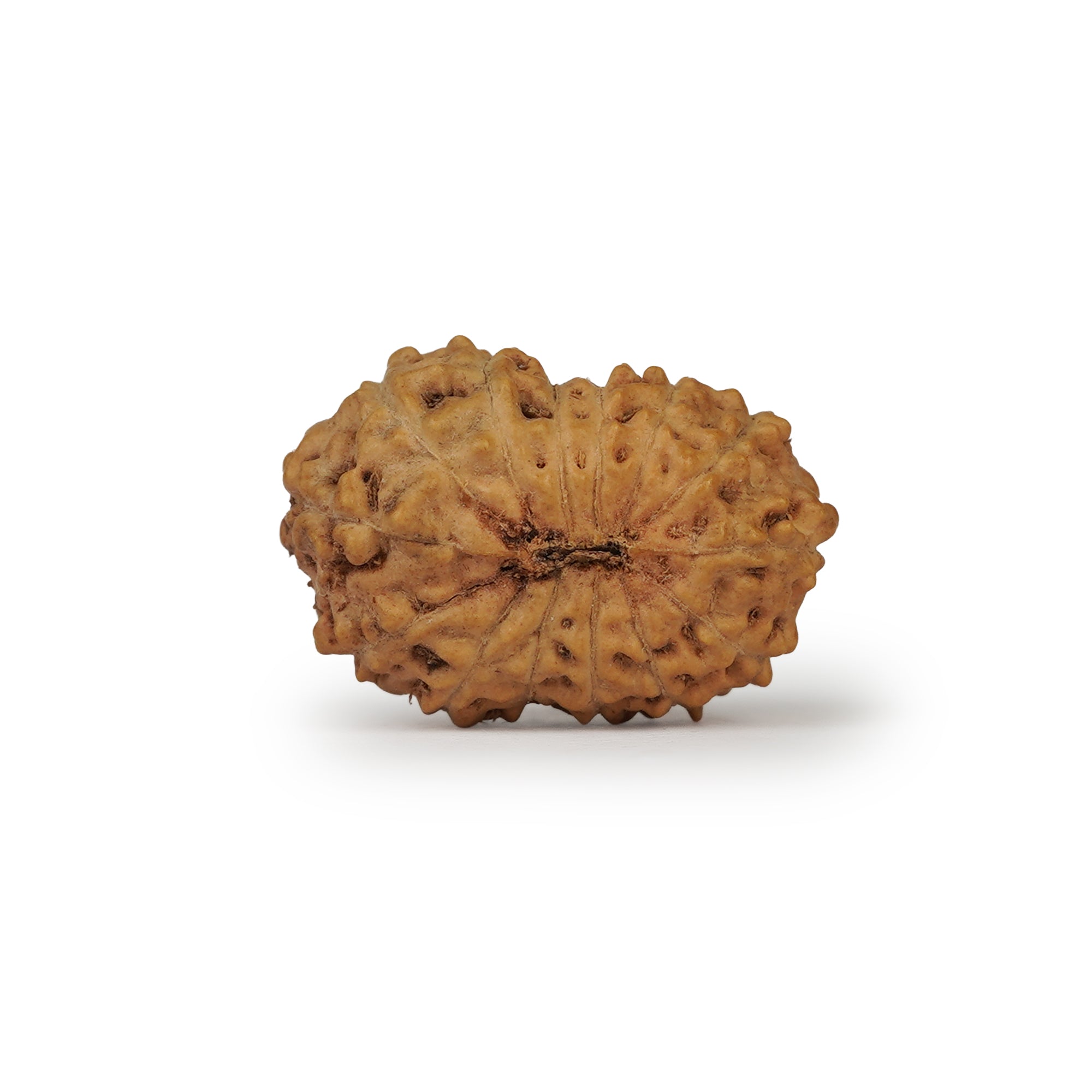 14 Mukhi Rudraksha – Original Indonesian Bead