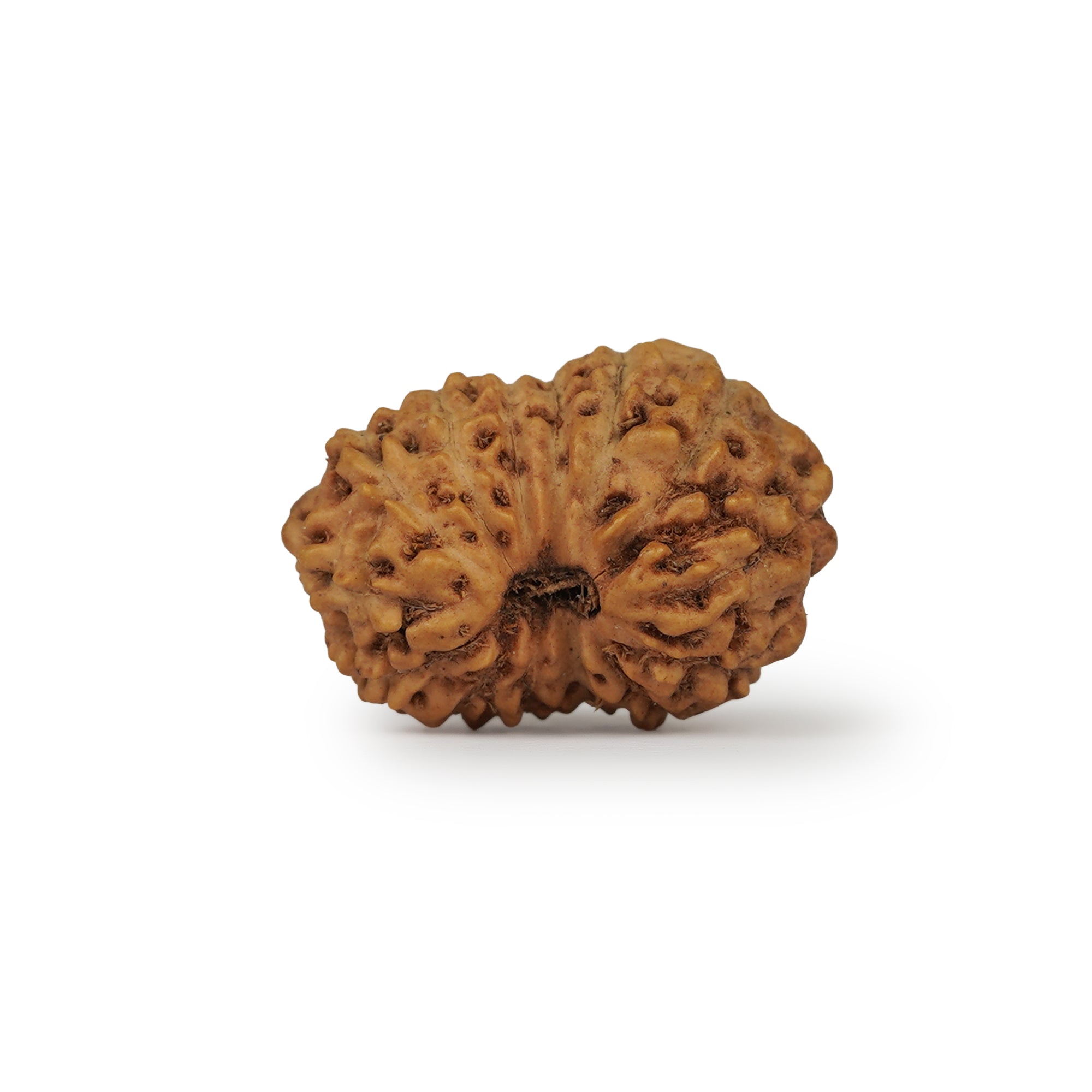 14 Mukhi Rudraksha – Original Indonesian Bead