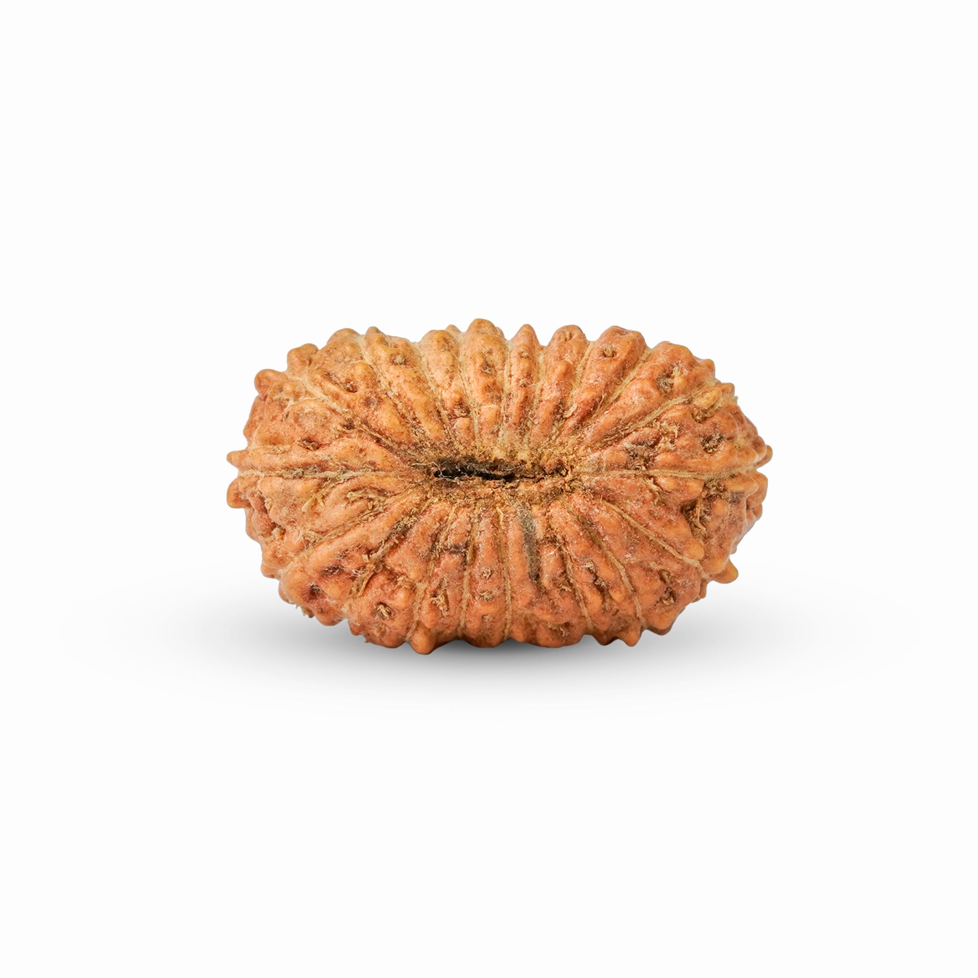 19 Mukhi Rudraksha – Original Indonesian Bead