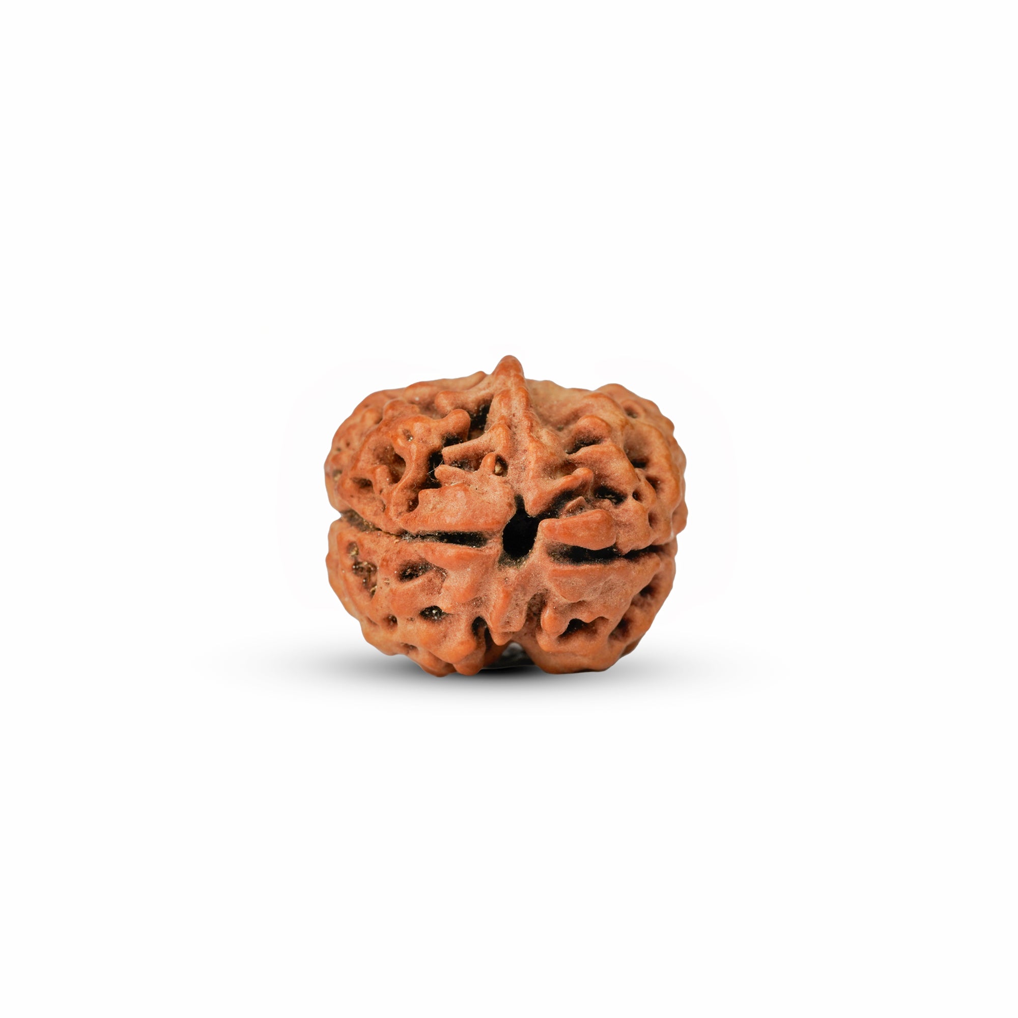 2 Mukhi Nepali Rudraksha (Rare) | Certified Original Natural Two Mukhi Rudraksha Bead