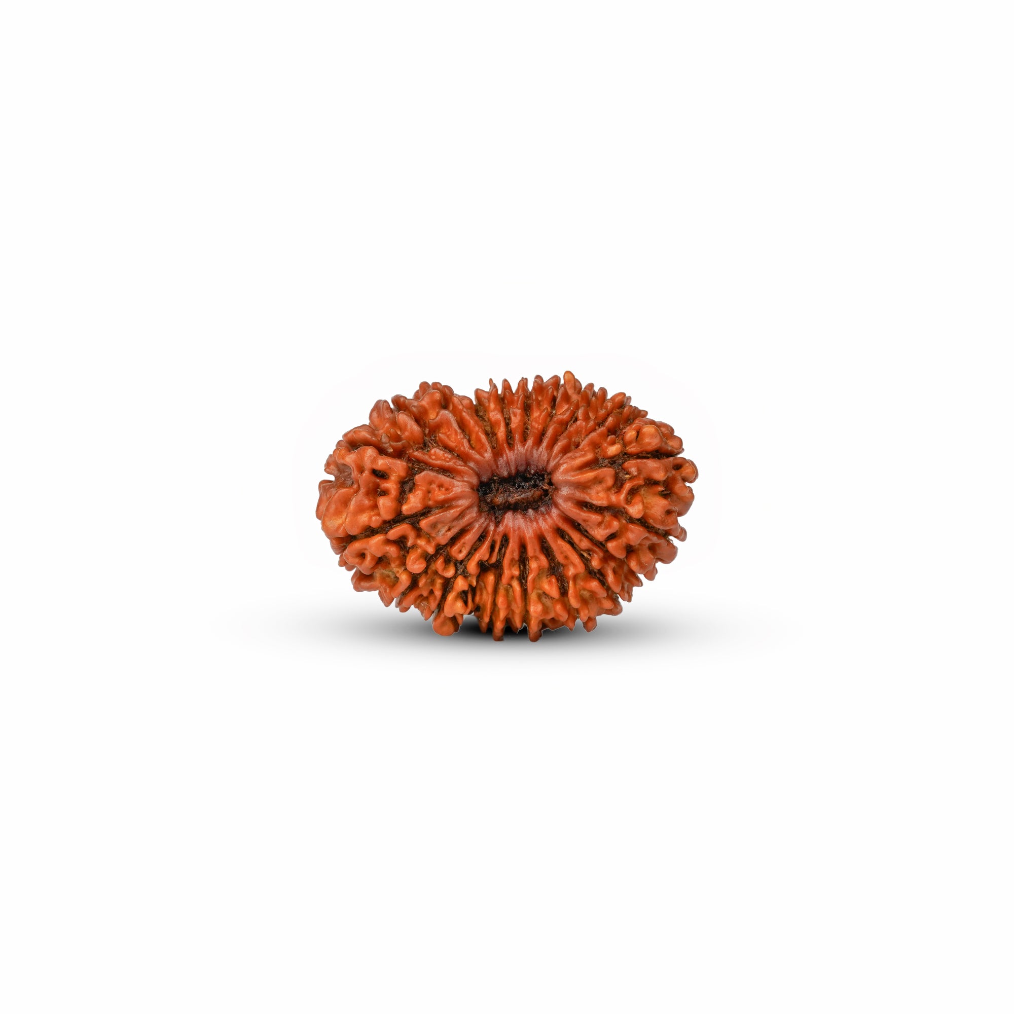 20 Mukhi Nepali Rudraksha (Rare) | Certified Original Natural Twenty Mukhi Bead
