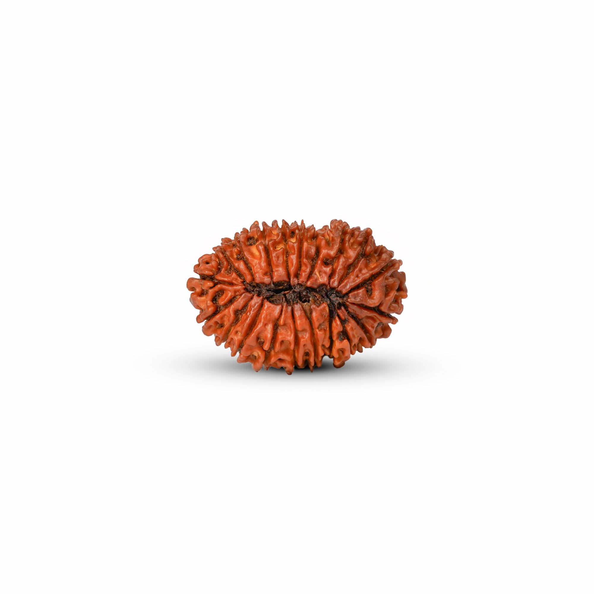 20 Mukhi Nepali Rudraksha (Rare) | Certified Original Natural Twenty Mukhi Bead