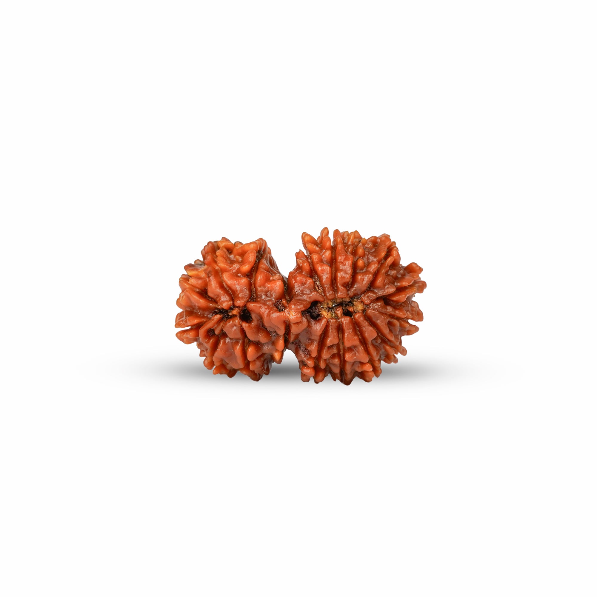 18 Mukhi Gauri Shankar Nepali Rudraksha | Certified Original Natural Bead