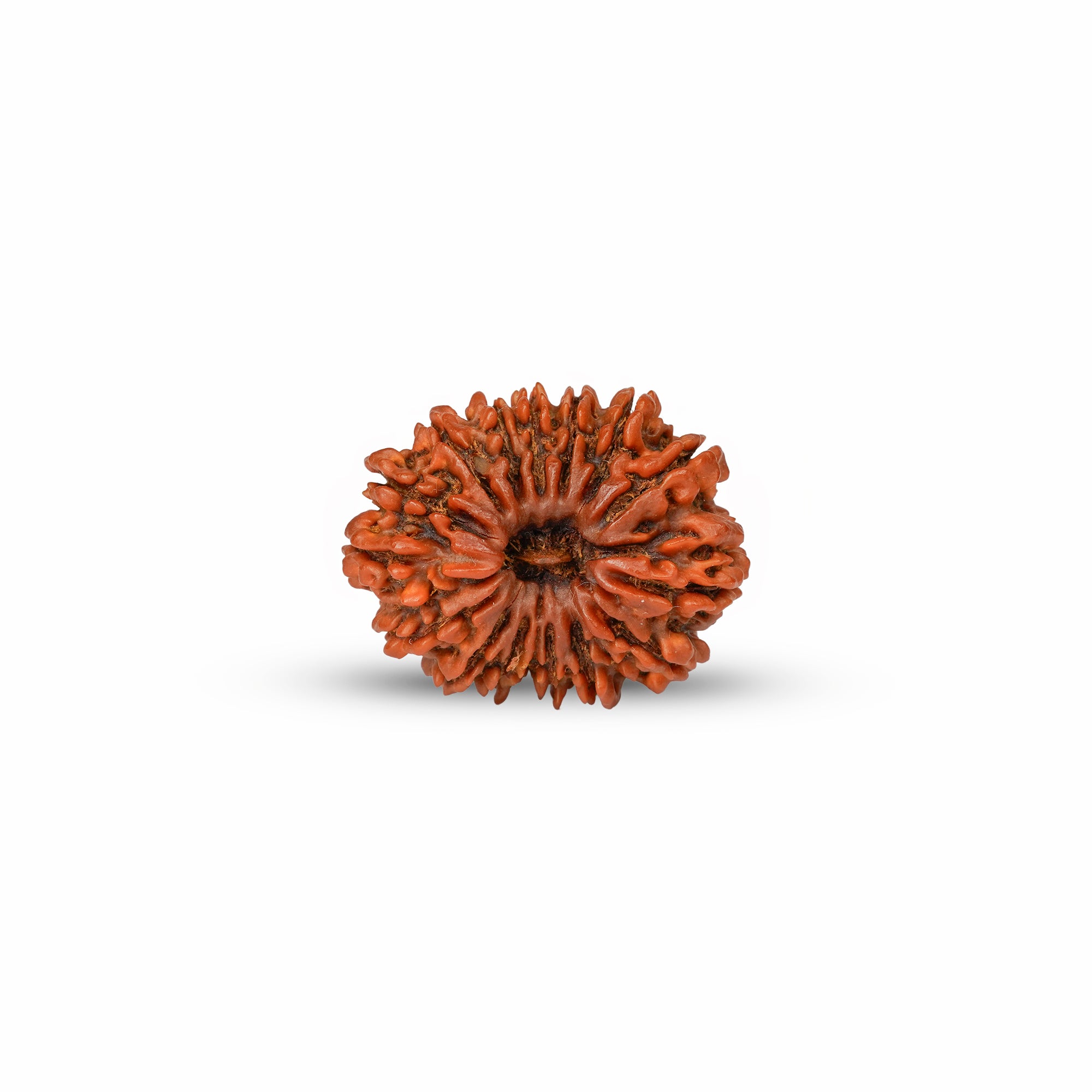 15 Mukhi Nepali Rudraksha (Rare) | Certified Original Natural Fifteen Mukhi Bead