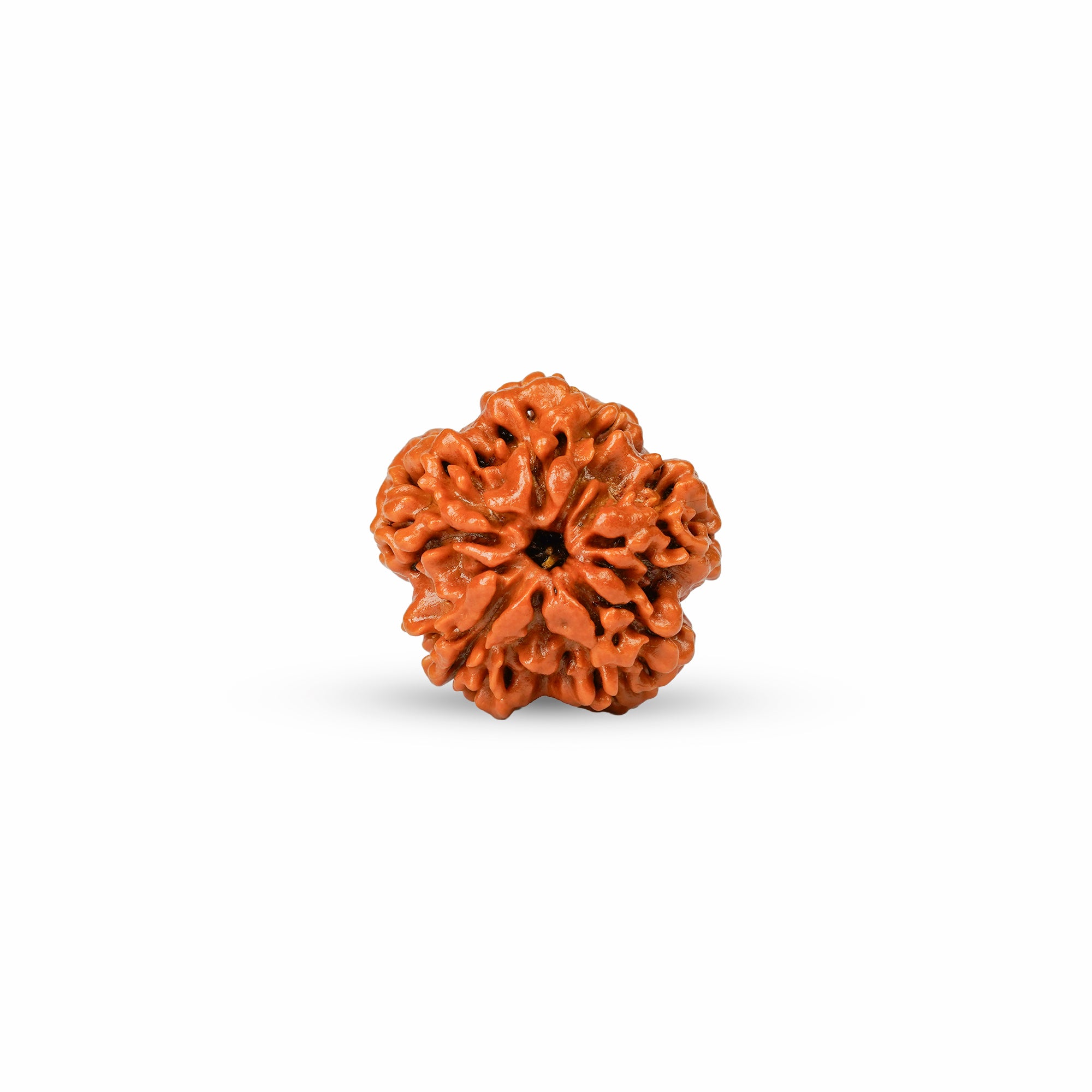1 Mukhi Underdeveloped Rudraksha | Certified Original Natural One Mukhi Bead