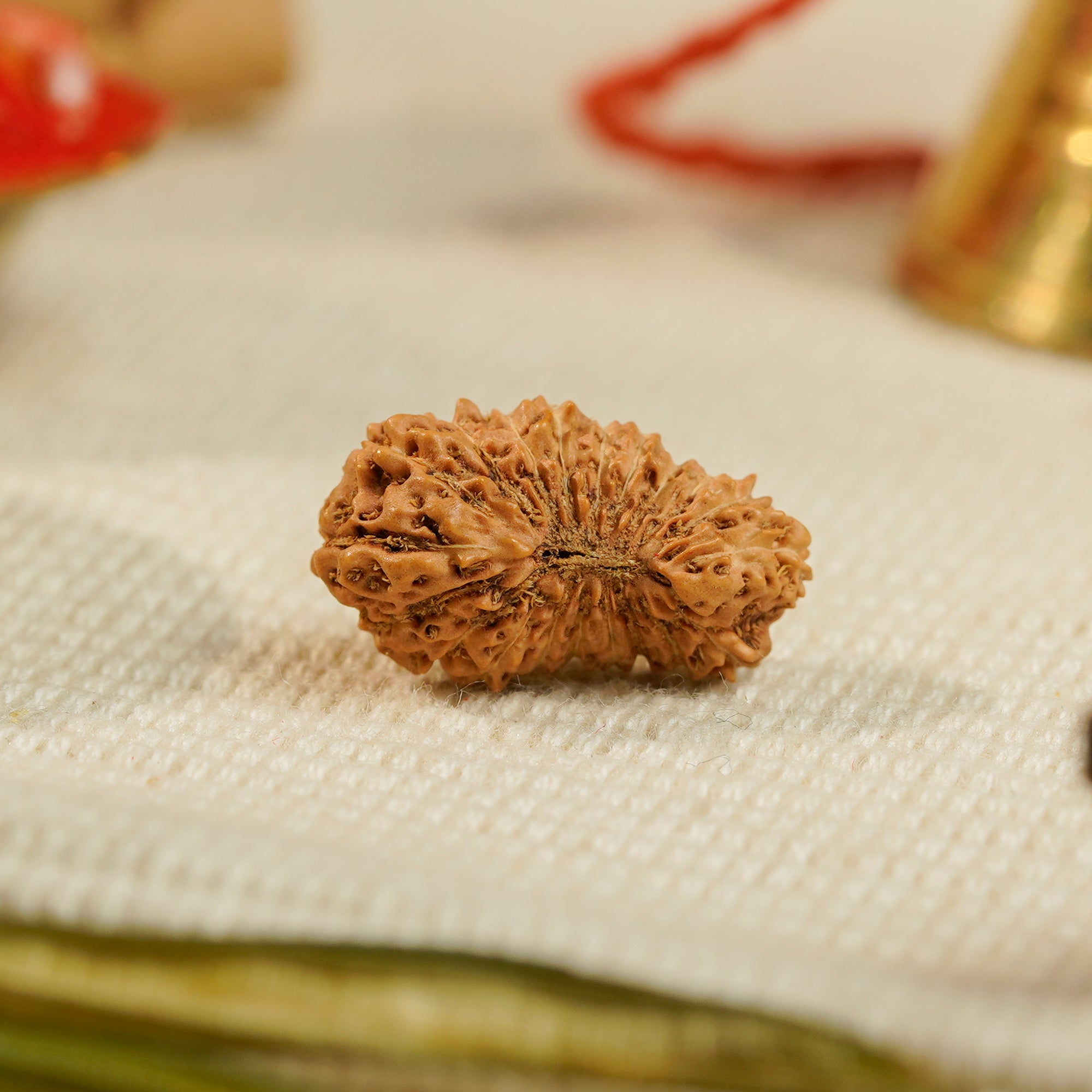 20 Mukhi Rudraksha – Original Indonesian Bead