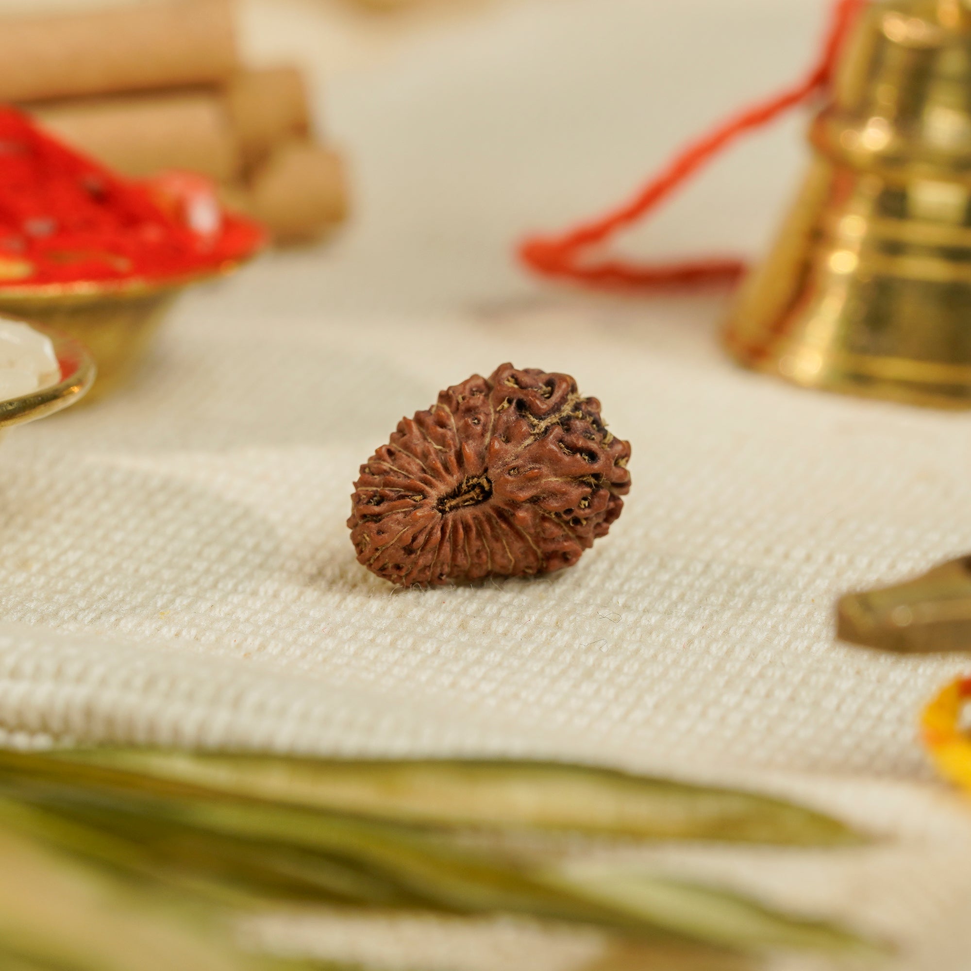 18 Mukhi Rudraksha – Original Indonesian Bead
