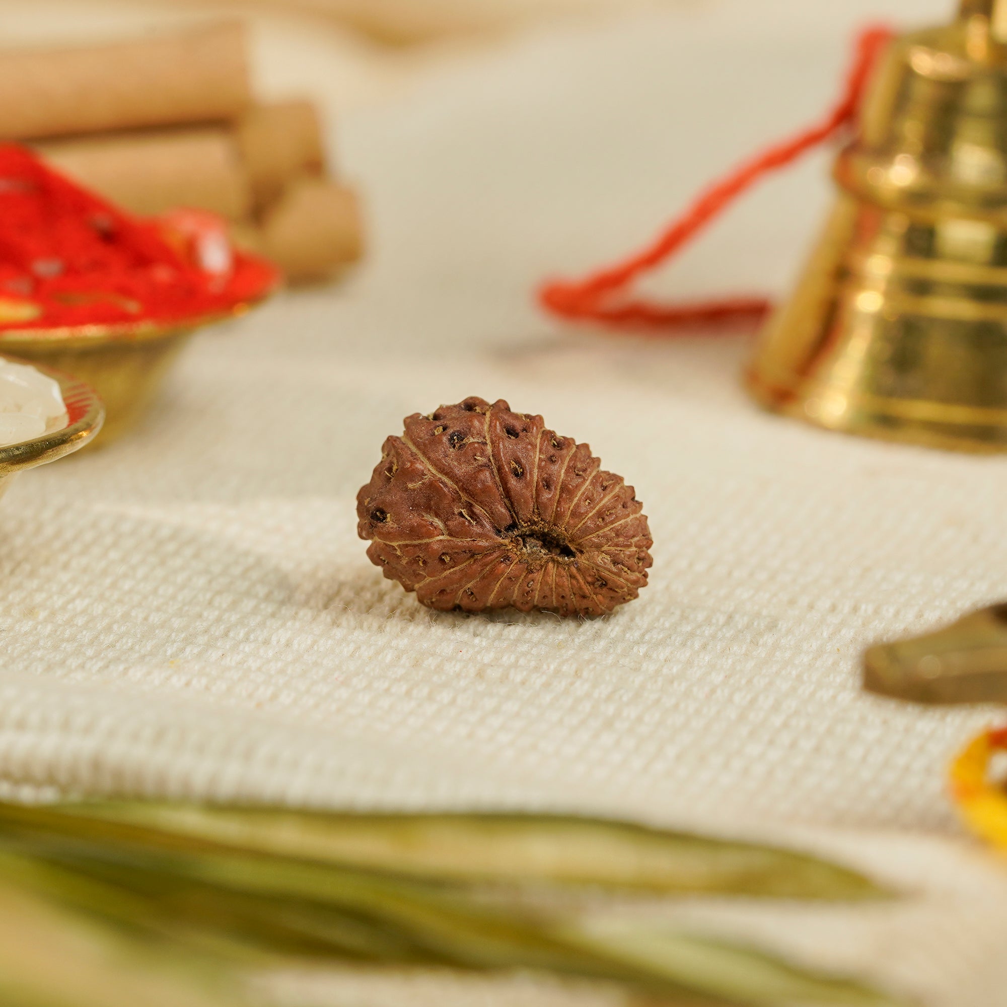 18 Mukhi Rudraksha – Original Indonesian Bead
