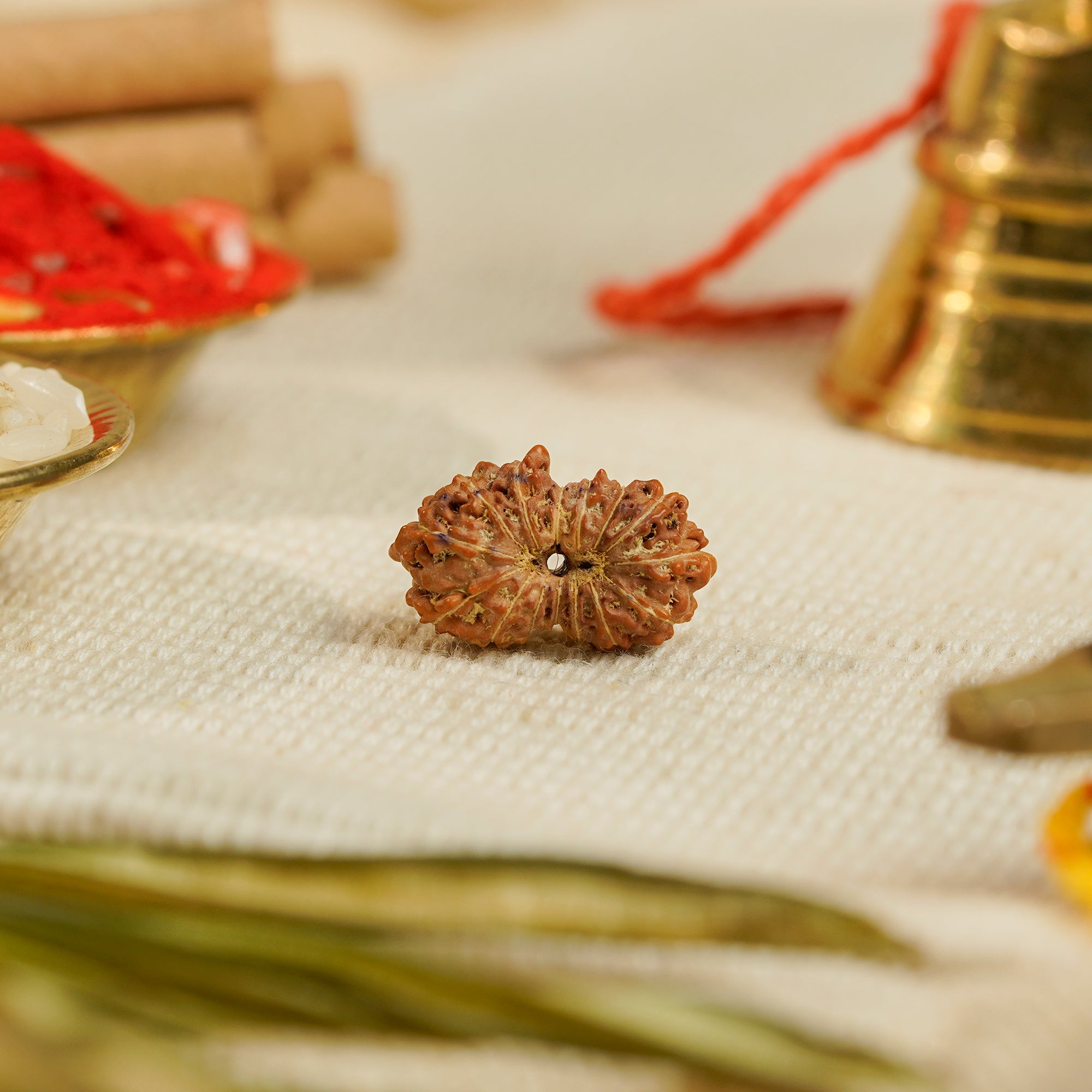 15 Mukhi Rudraksha – Original Indonesian Bead