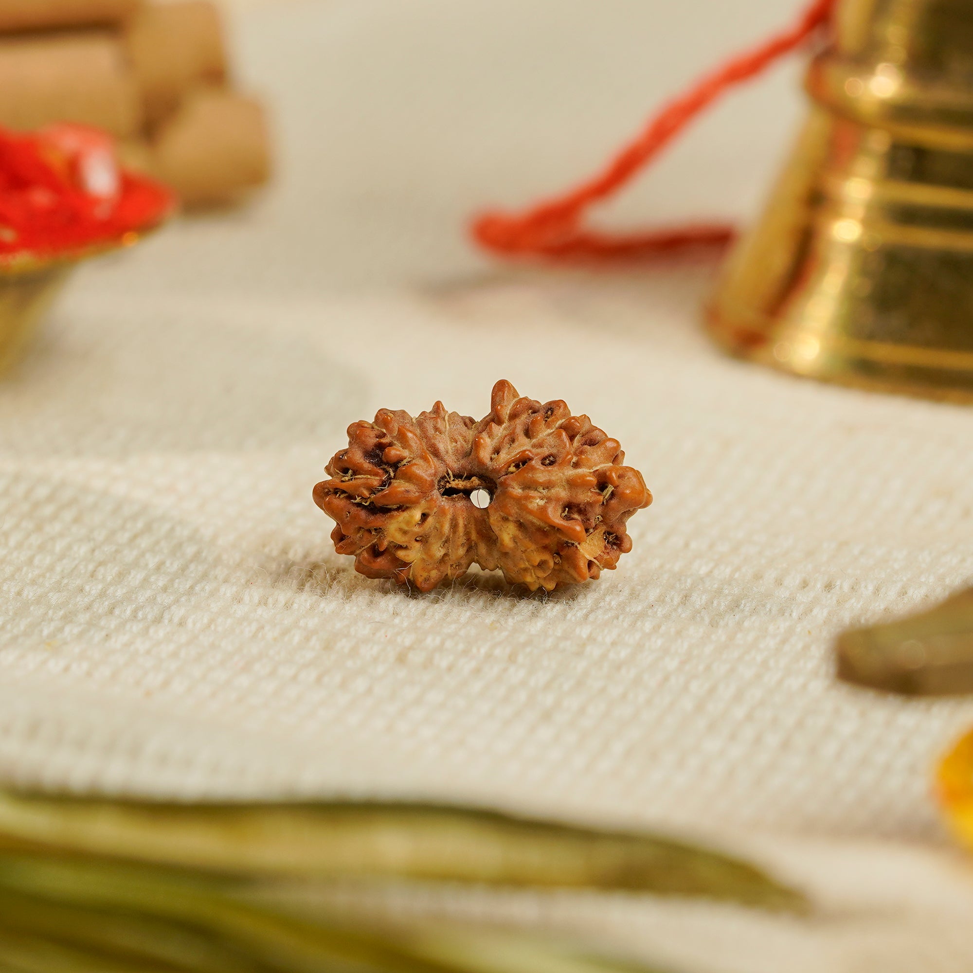 15 Mukhi Rudraksha – Original Indonesian Bead