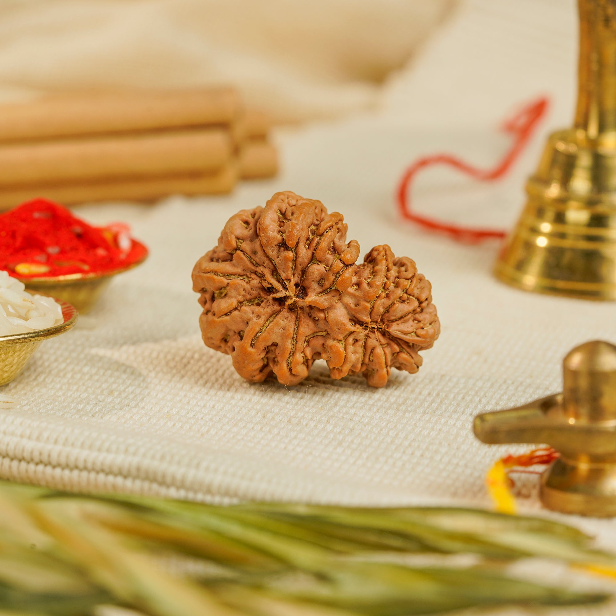 17 Mukhi Gauri Shankar Nepali Rudraksha | Certified Original Natural Bead