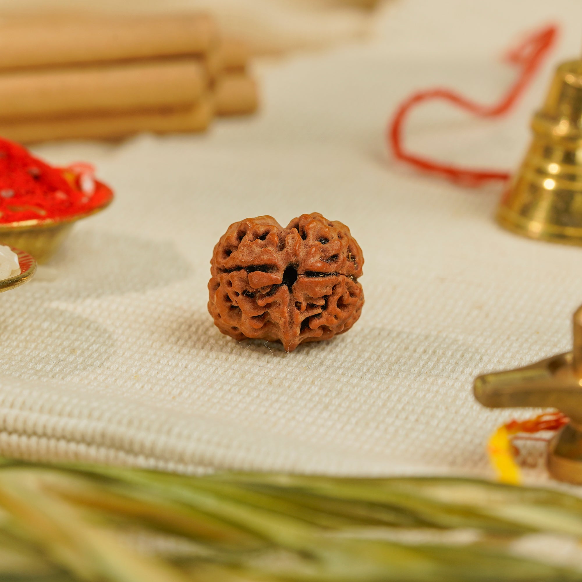2 Mukhi Nepali Rudraksha (Rare) | Certified Original Natural Two Mukhi Rudraksha Bead
