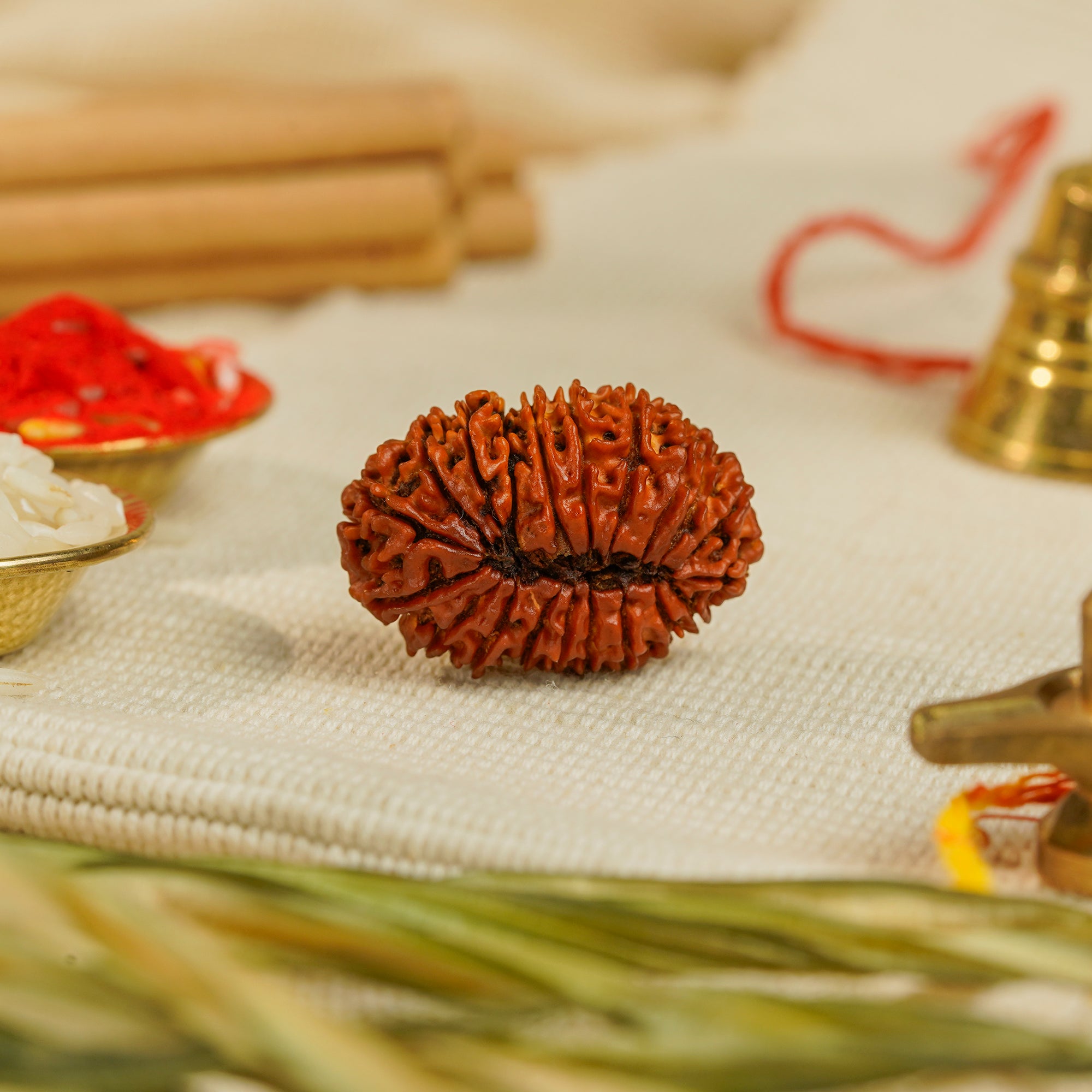 20 Mukhi Nepali Rudraksha (Rare) | Certified Original Natural Twenty Mukhi Bead