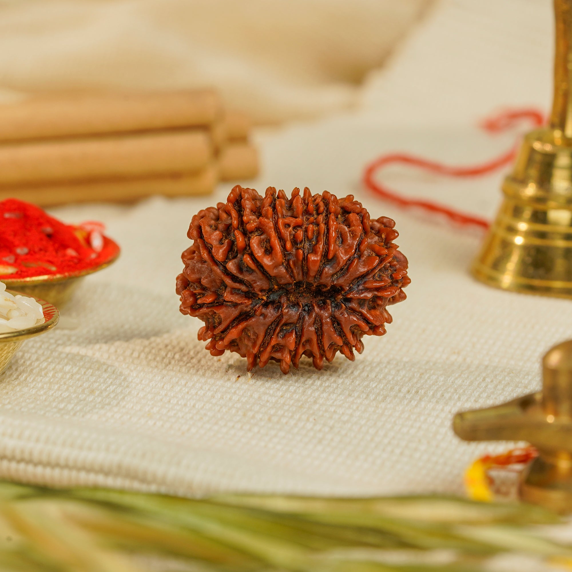 15 Mukhi Nepali Rudraksha (Rare) | Certified Original Natural Fifteen Mukhi Bead