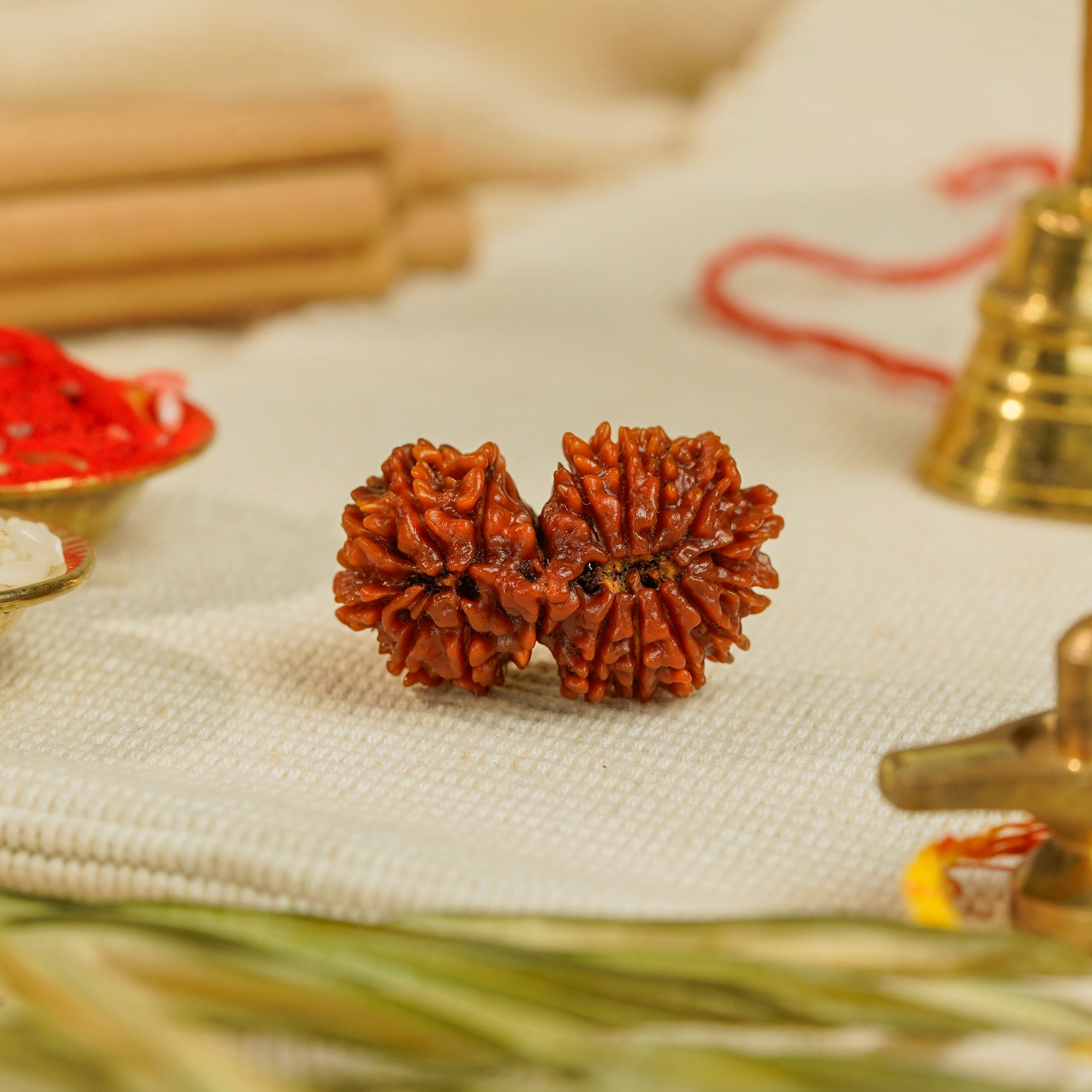 18 Mukhi Gauri Shankar Nepali Rudraksha | Certified Original Natural Bead
