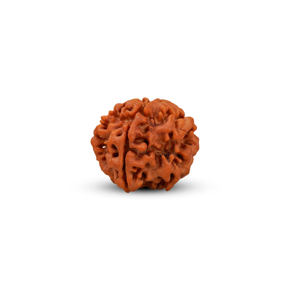 1 Mukhi Underdeveloped Rudraksha | Certified Original Natural One Mukhi Bead