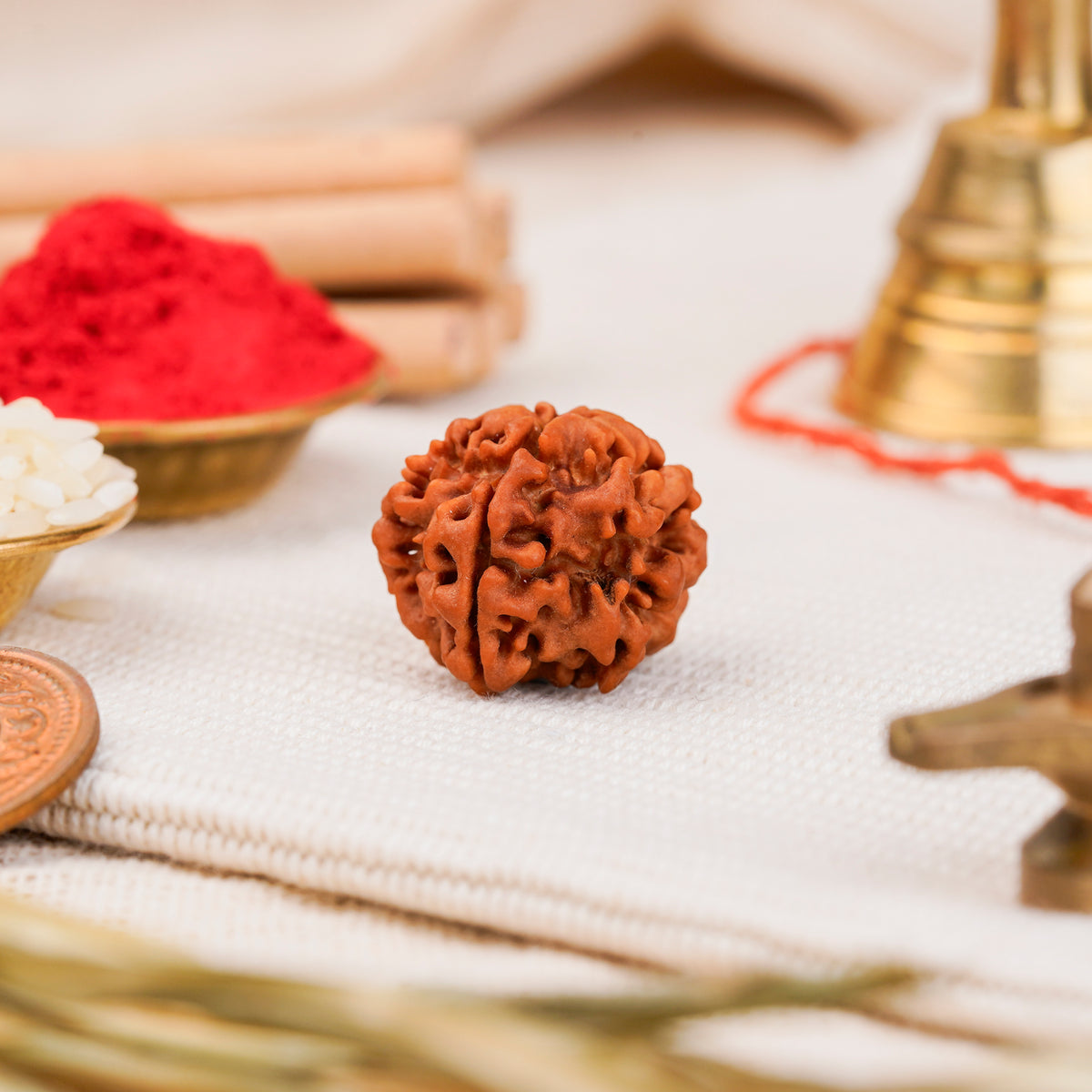 1 Mukhi Underdeveloped Rudraksha | Certified Original Natural One Mukhi Bead
