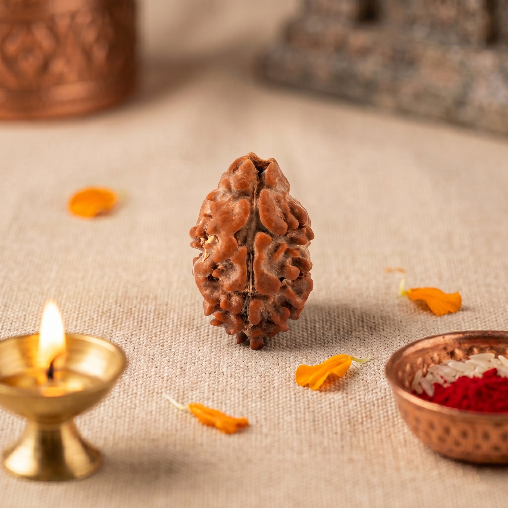 2 Mukhi Rudraksha – Original Nepali Bead