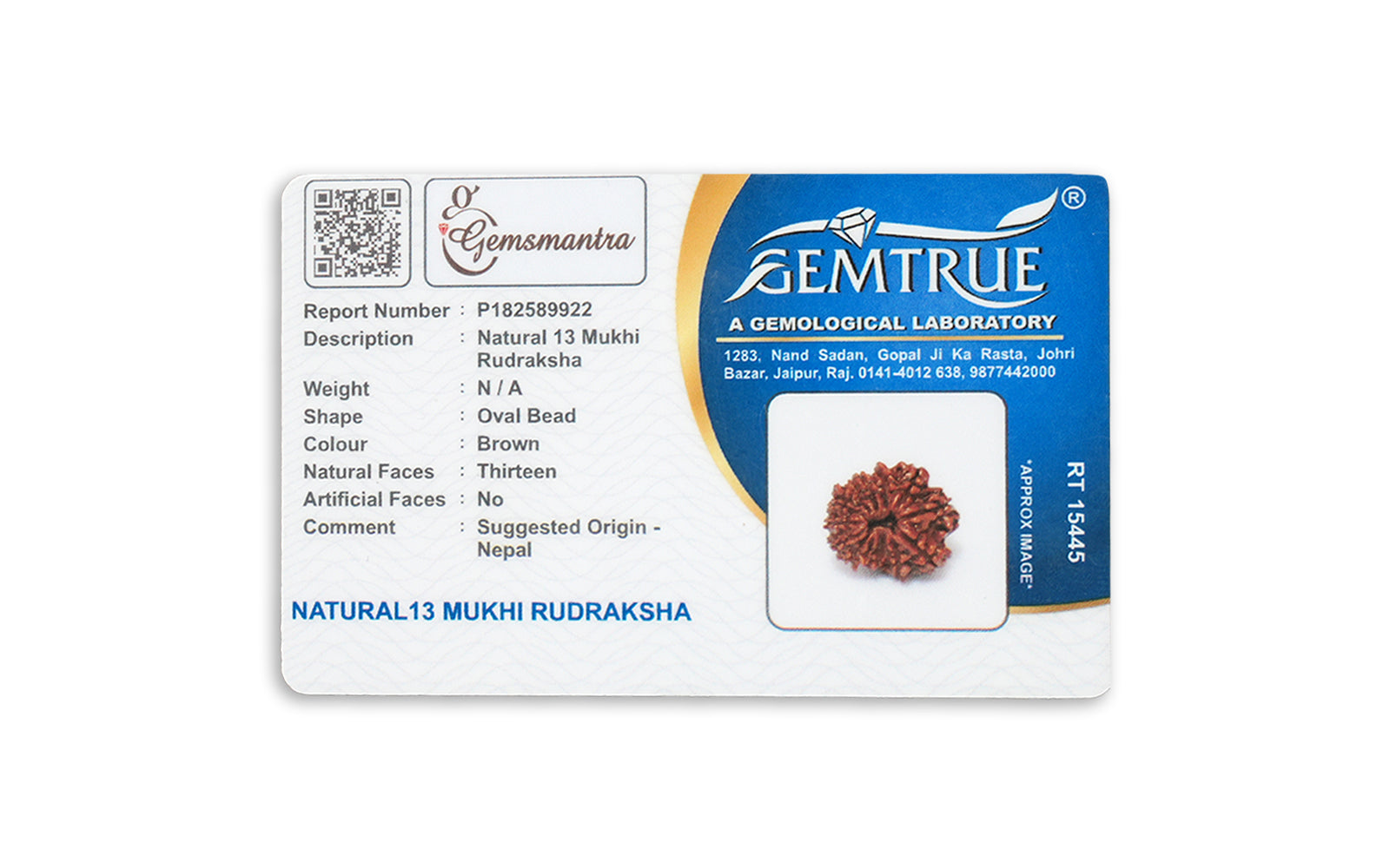 13 Mukhi Rudraksha – Original Nepali Bead