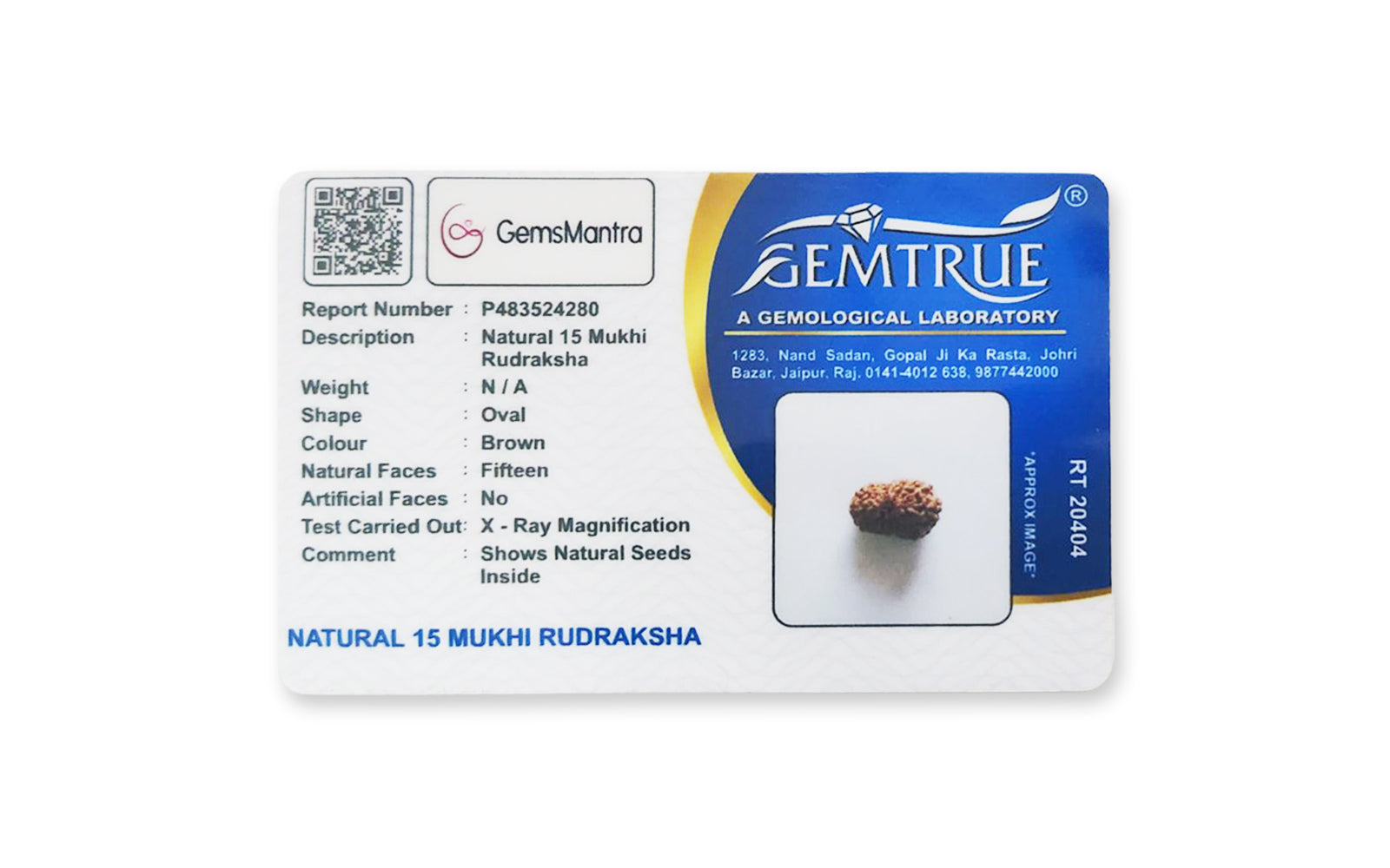 15 Mukhi Rudraksha – Original Nepali Bead