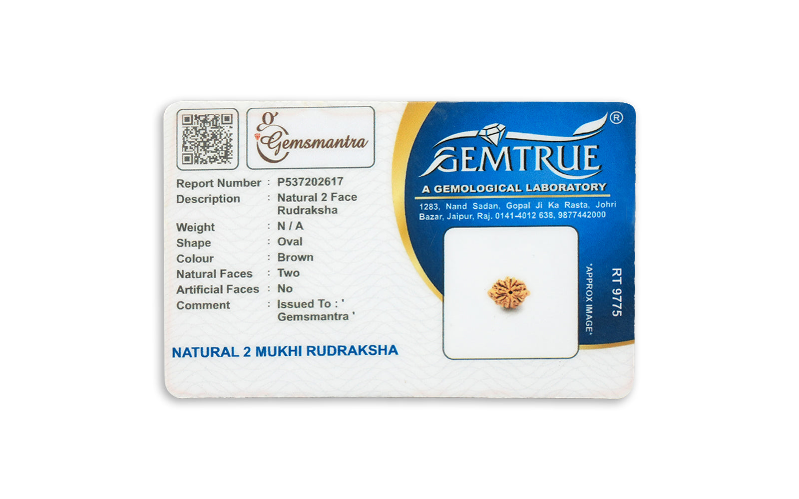 2 Mukhi Rudraksha – Original Nepali Bead