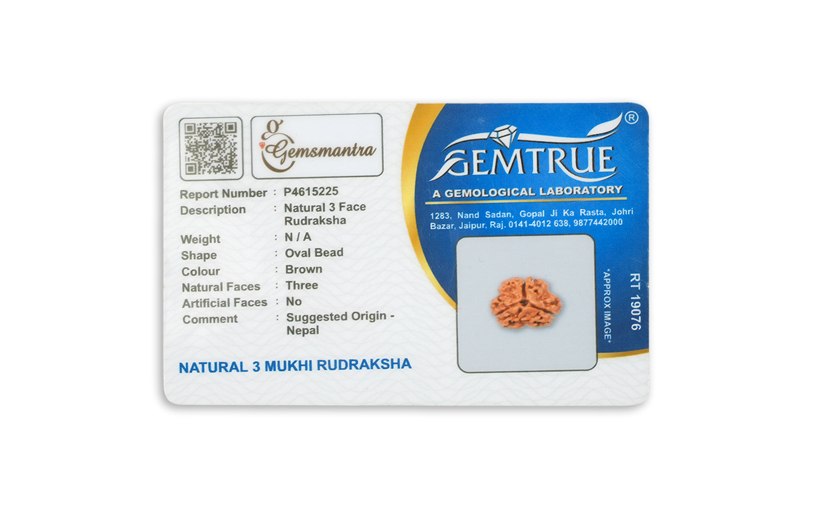 3 Mukhi Rudraksha – Original Nepali Bead