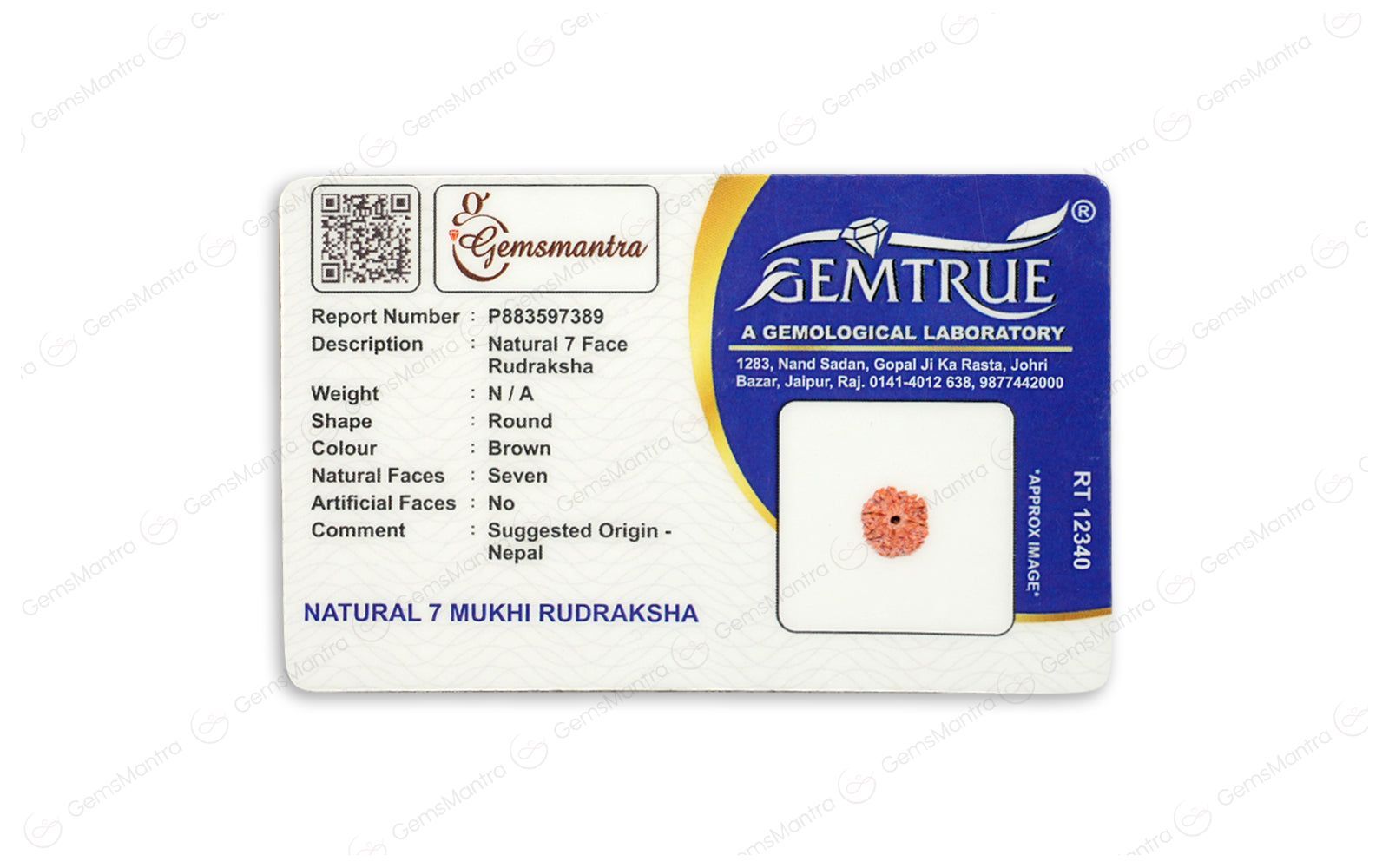 Abhimantrit Natural 7 Mukhi Rudraksha (Nepali)