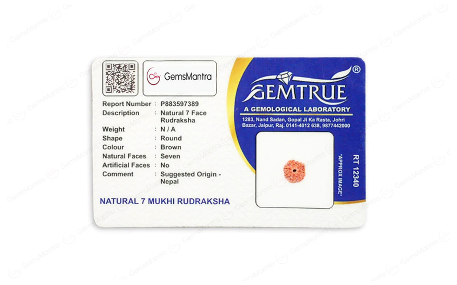 Natural 7 Mukhi Rudraksha (Nepali)