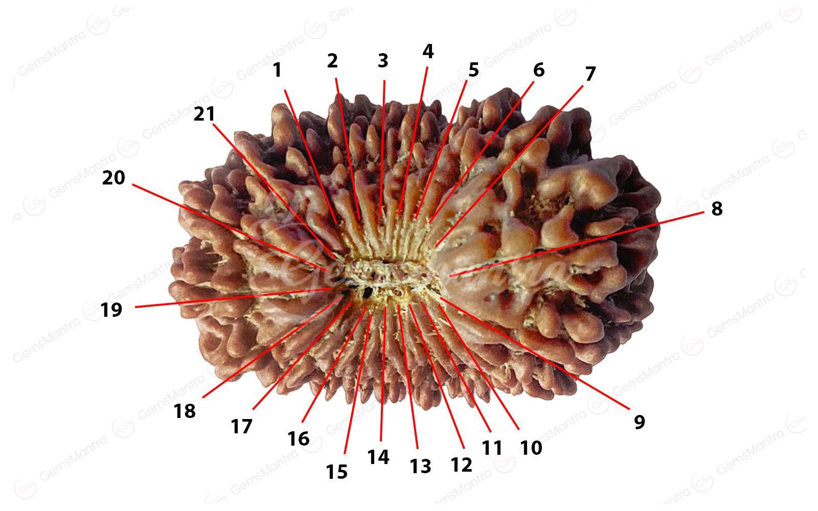 Natural 21 Mukhi Rudraksha (Nepali)