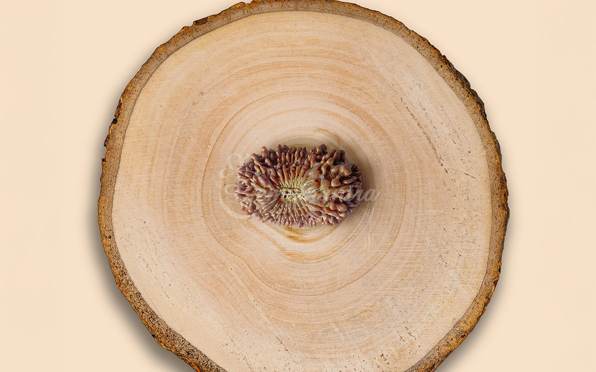 Natural 21 Mukhi Rudraksha – Original Nepali Bead