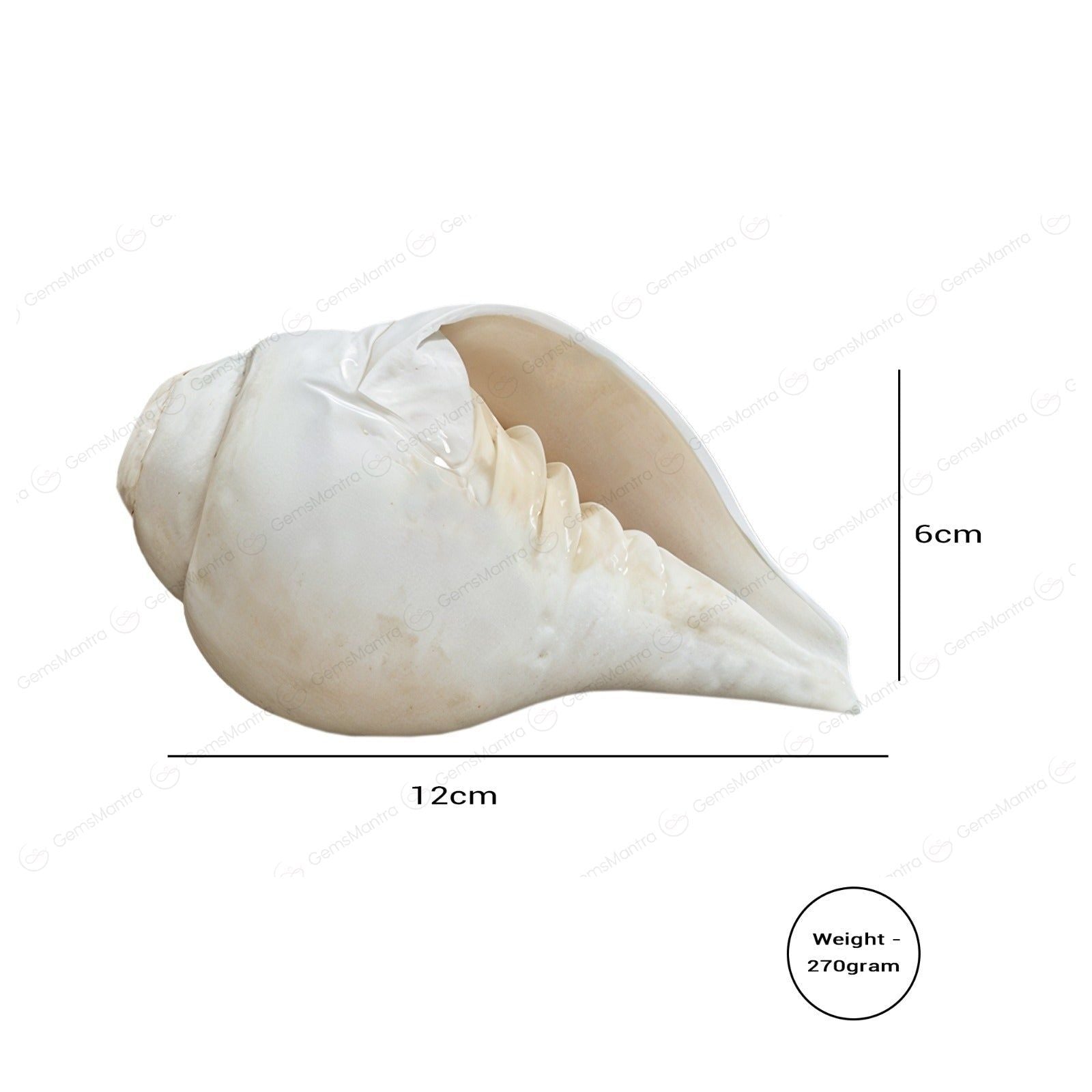 Shankh - The Devine Baynavarti or Vaamvarti Shankh - Variant 3