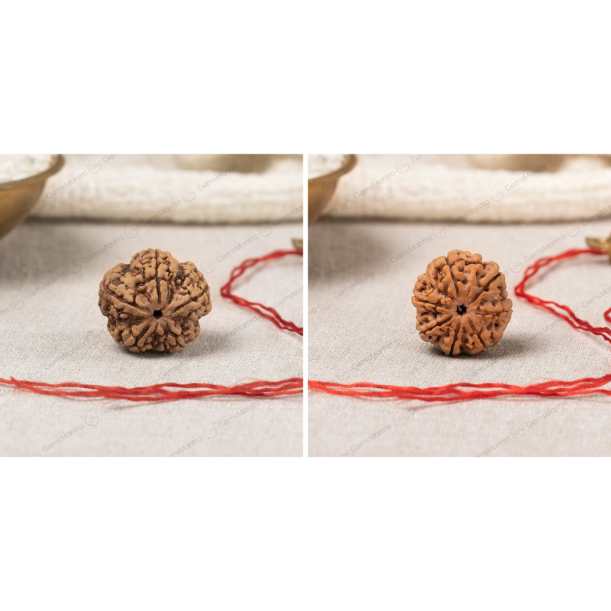 5 & 7 Mukhi Rudraksha Power Pair (Nepali)