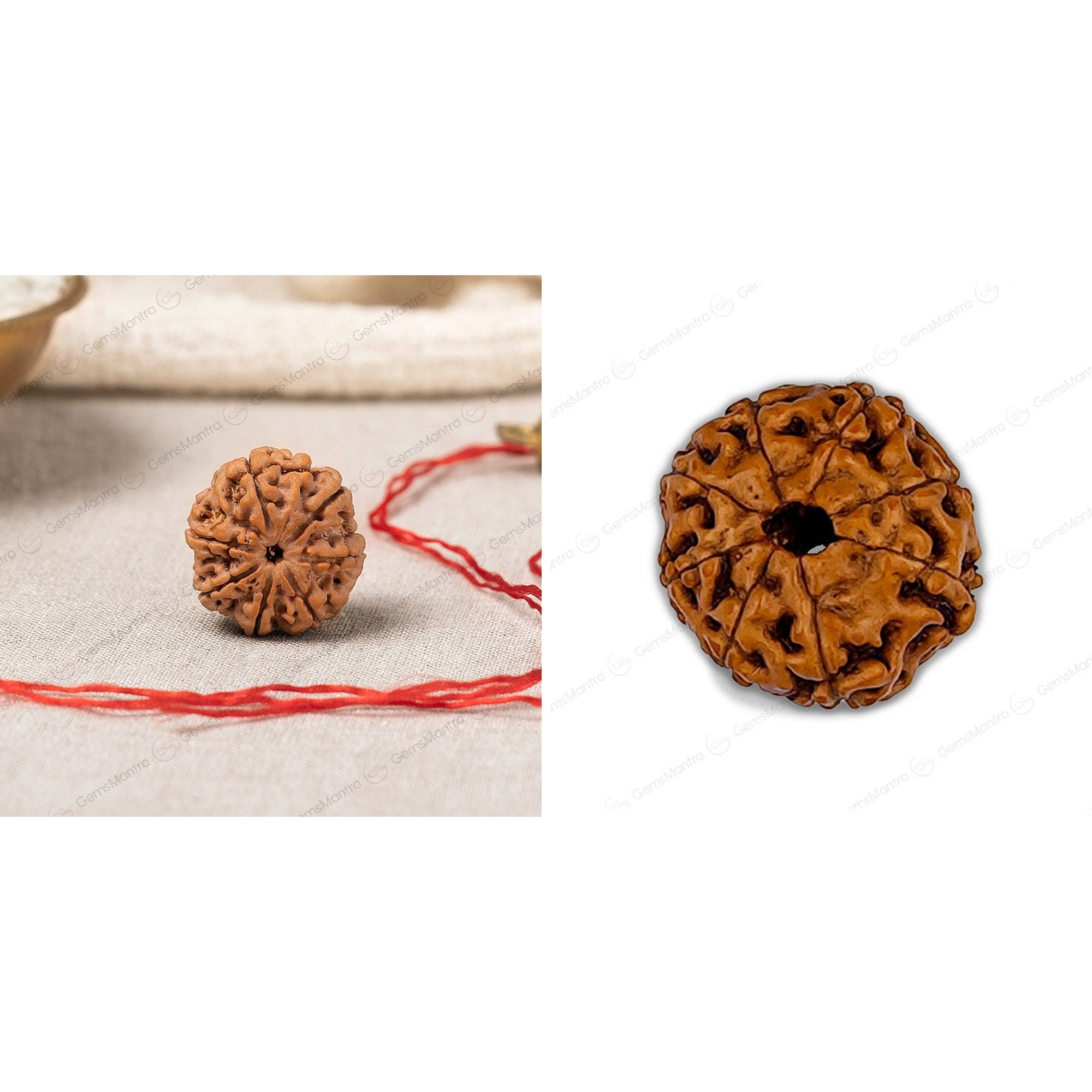 7 & 8 Mukhi Rudraksha Pair — Lakshmi & Ganesha Blessings