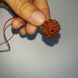 Customer photo: 7 Mukhi Rudraksha on red thread