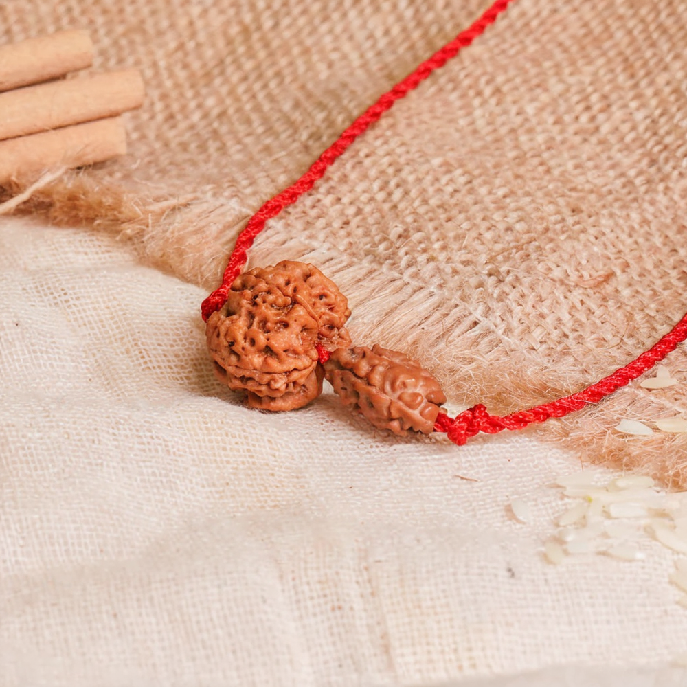 Gajkesari Yog Kavach – 2 Mukhi Rudraksha