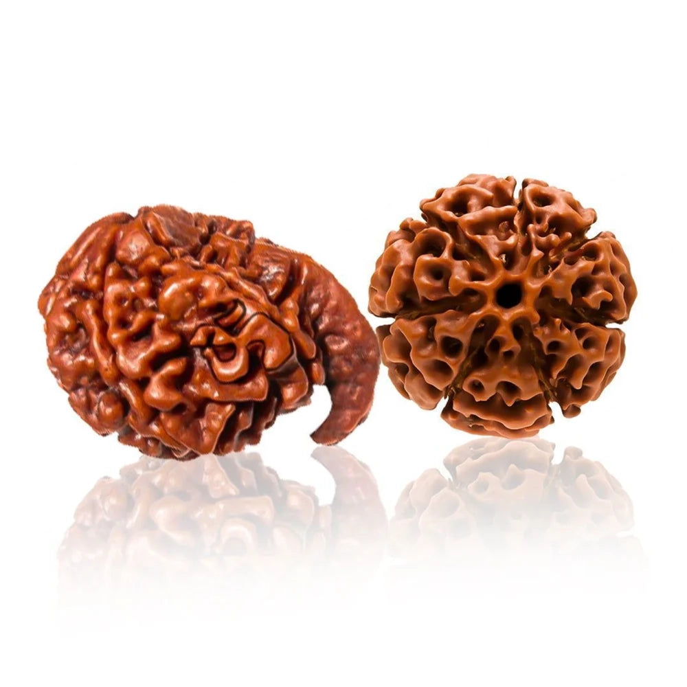 Natural Ganesh Laxmi Rudraksha Samriddhi Kit – 7 Mukhi + Ganesh Rudraksha