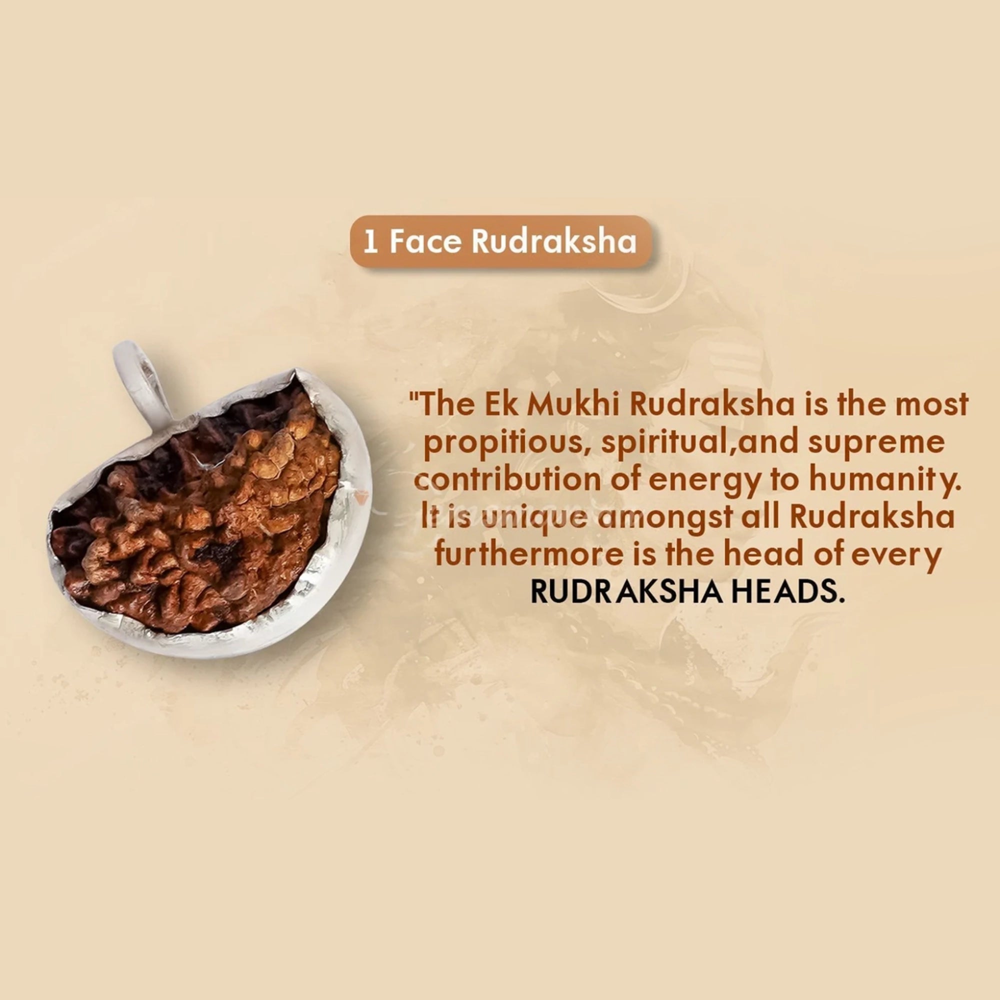 1 Mukhi (Ek Mukhi) Rudraksha – Indian, Silver Pendant