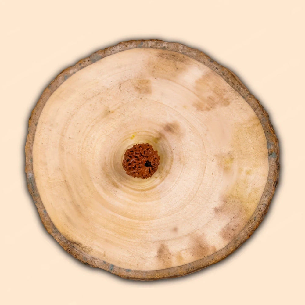 Natural 16 Mukhi Rudraksha