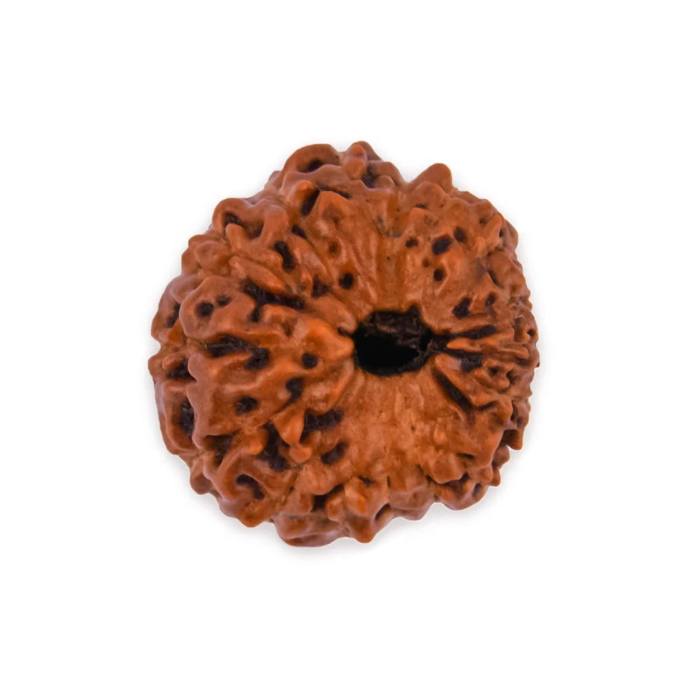 Natural 16 Mukhi Rudraksha
