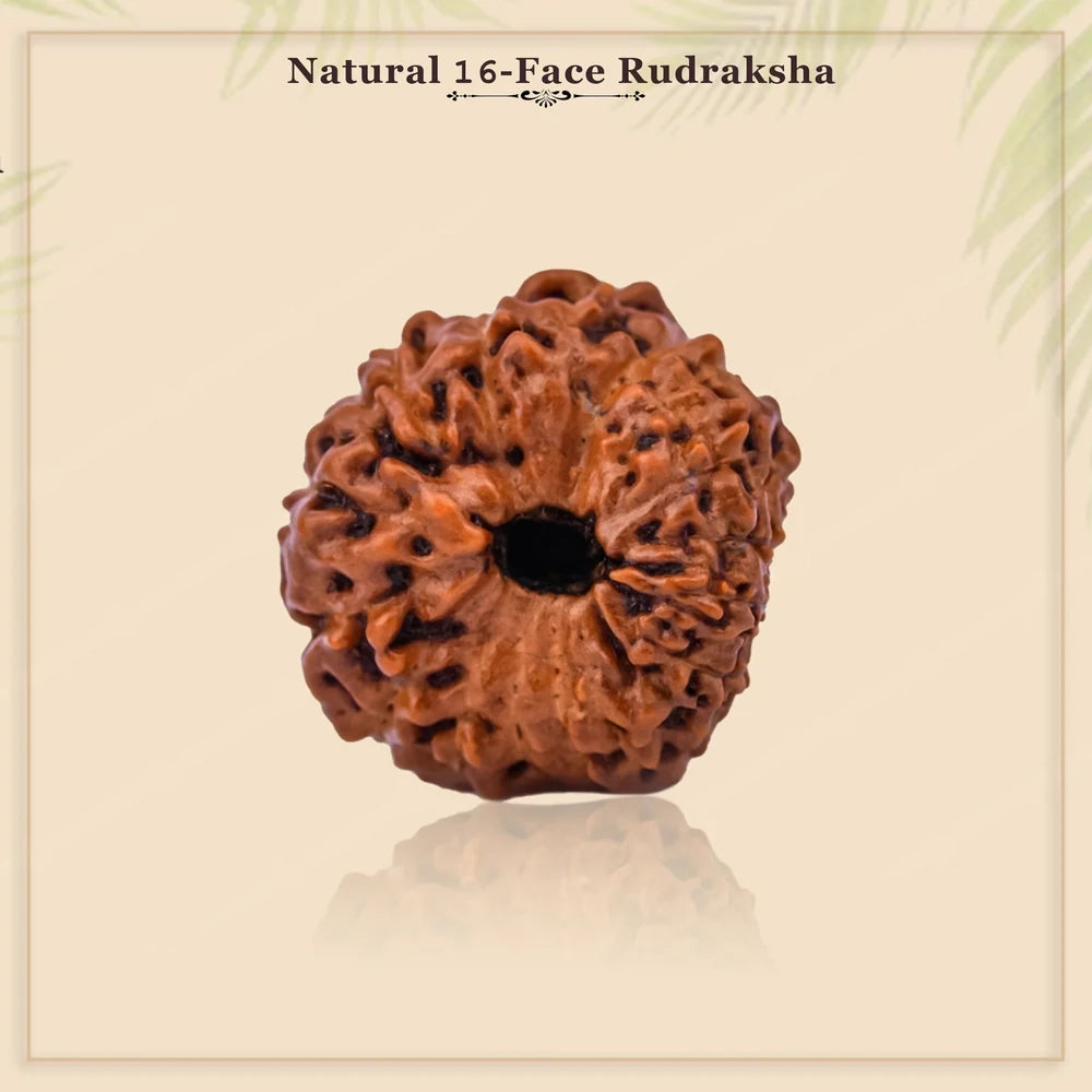 Natural 16 Mukhi Rudraksha