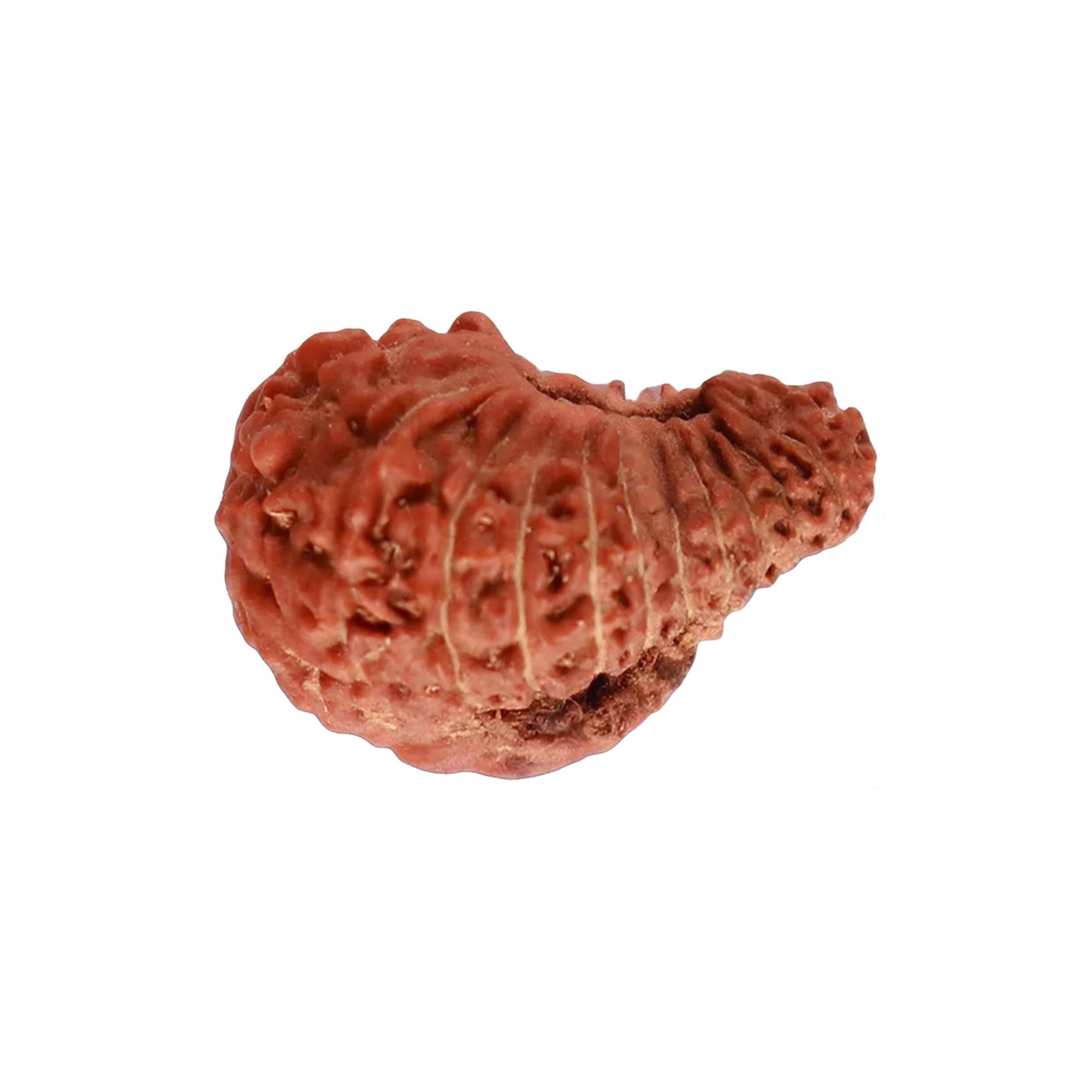 Natural 22 Mukhi Rudraksha – Original Indonesian Bead