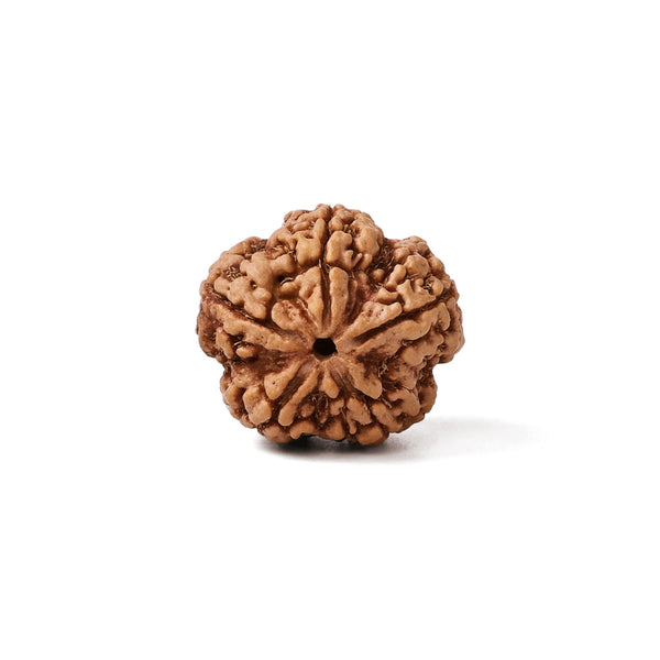 How to Clean and Oil Rudraksha: A Simple Care Guide