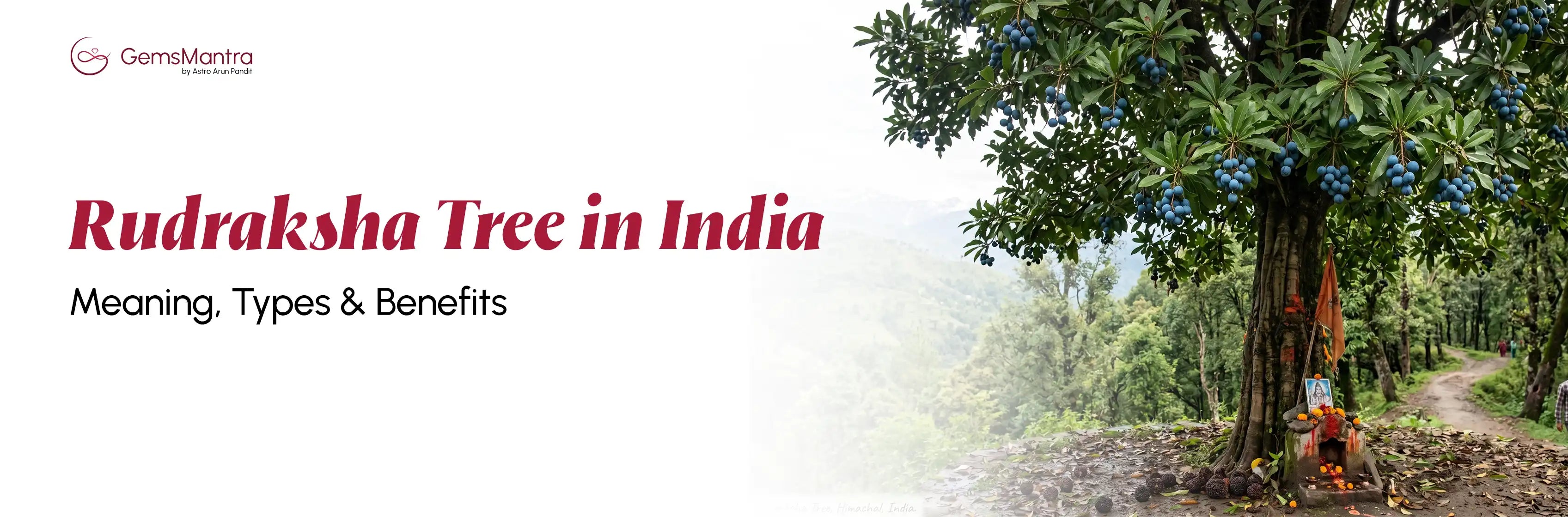 Rudraksha Tree in India: Meaning, Types & Benefits