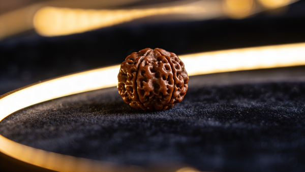 9 Mukhi Rudraksha: Benefits, How to Wear & Authenticity