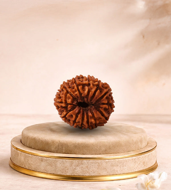 13 Mukhi Rudraksha
