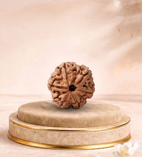6 Mukhi Rudraksha 6